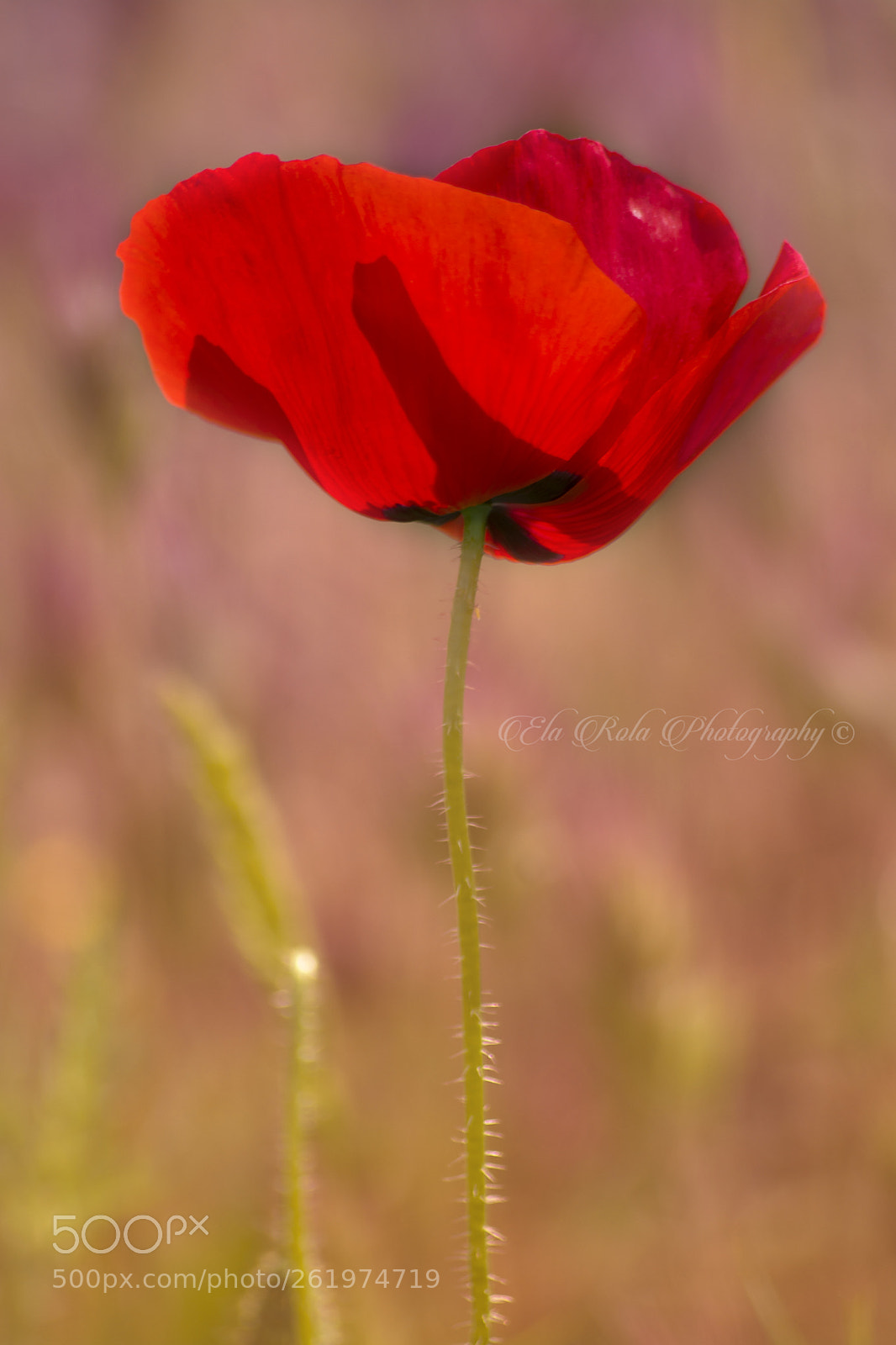 Nikon D5200 sample photo. La belleza del campo... photography