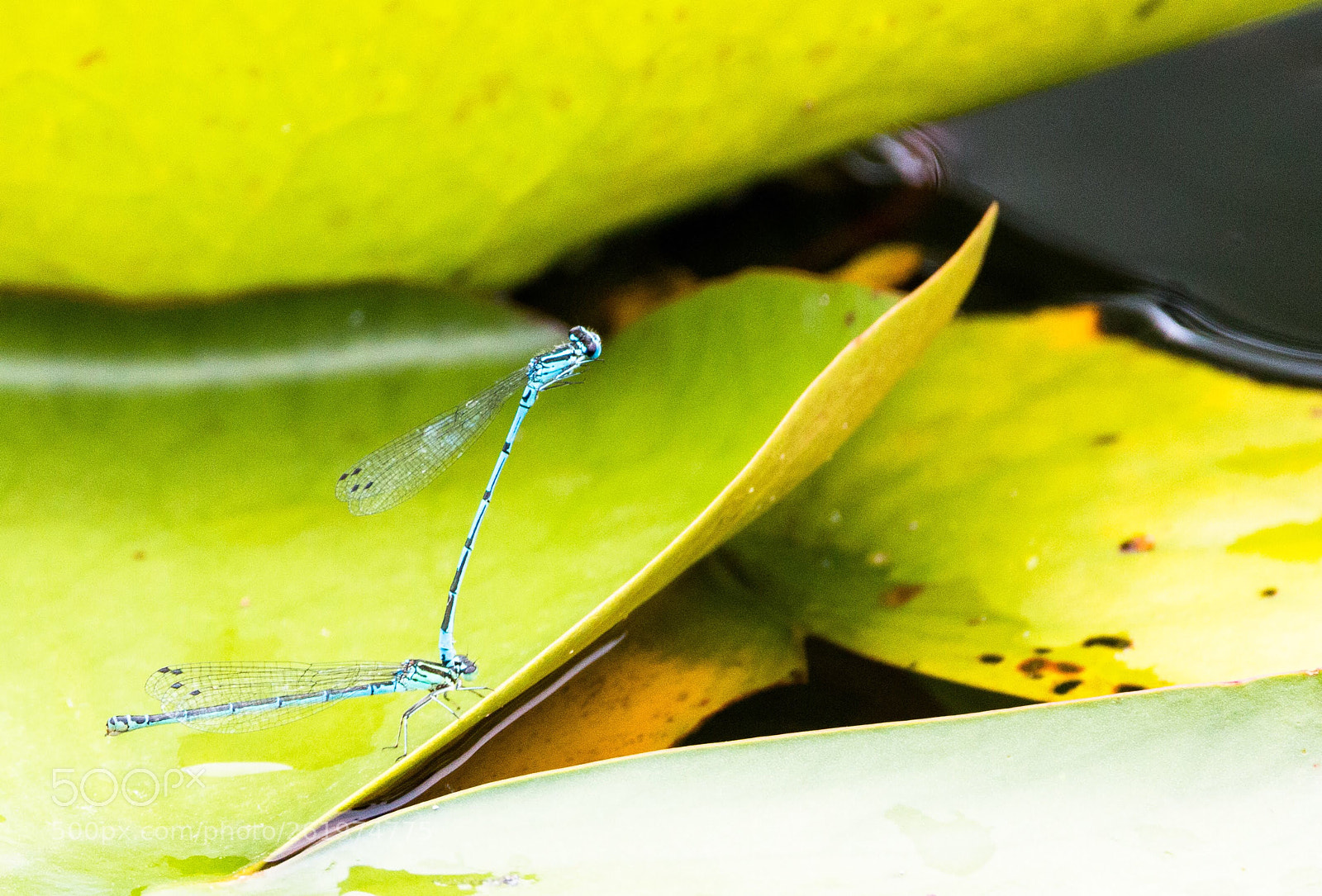 Canon EOS 70D sample photo. Dragonfly photography