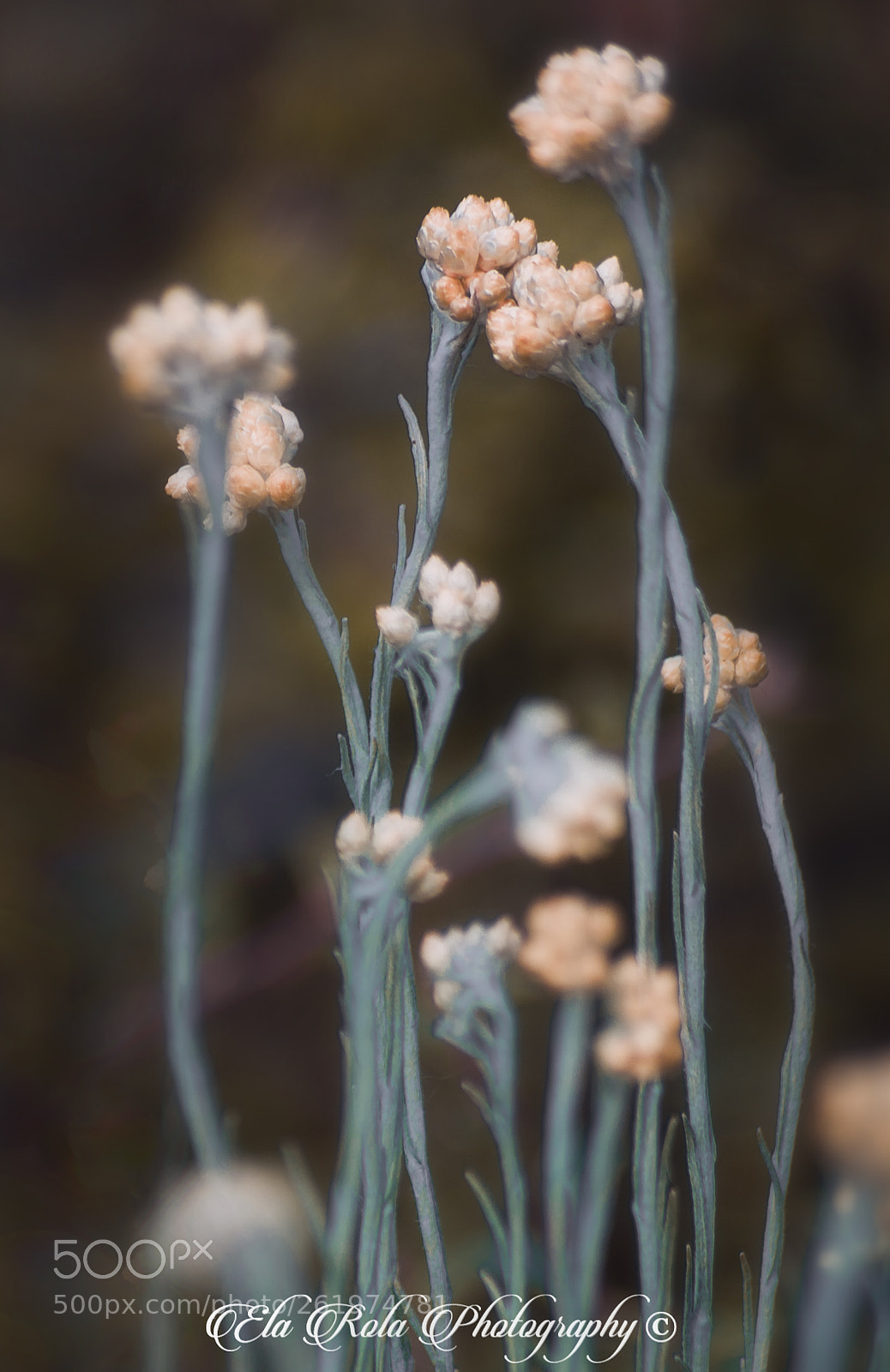Nikon D5200 sample photo. La belleza del campo... photography