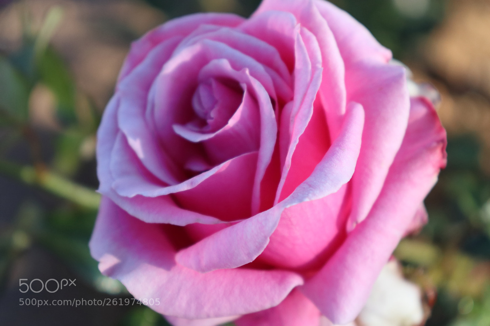 Canon EOS 200D (EOS Rebel SL2 / EOS Kiss X9) sample photo. Pink rose photography