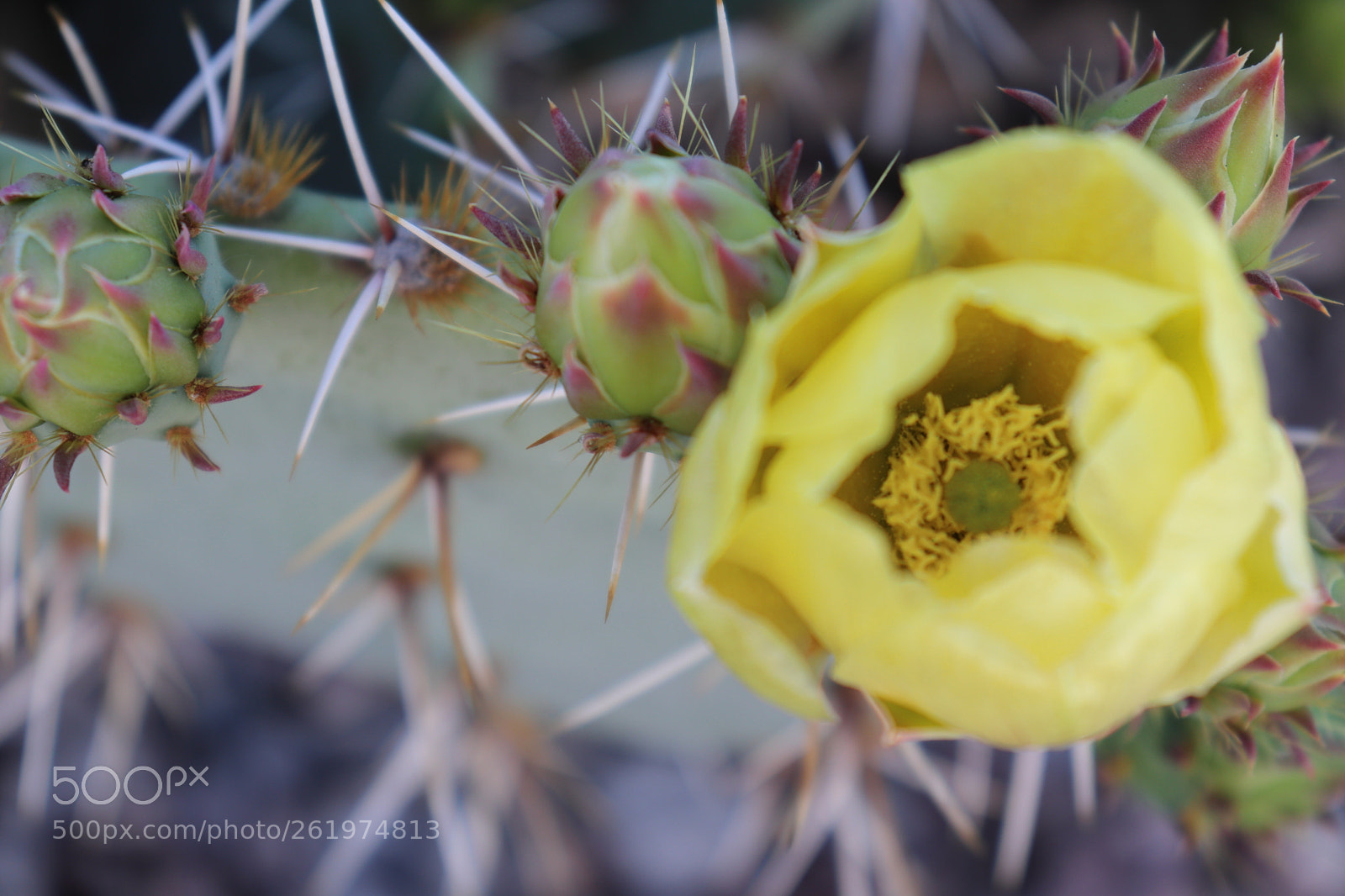 Canon EOS 200D (EOS Rebel SL2 / EOS Kiss X9) sample photo. Yellow desert photography