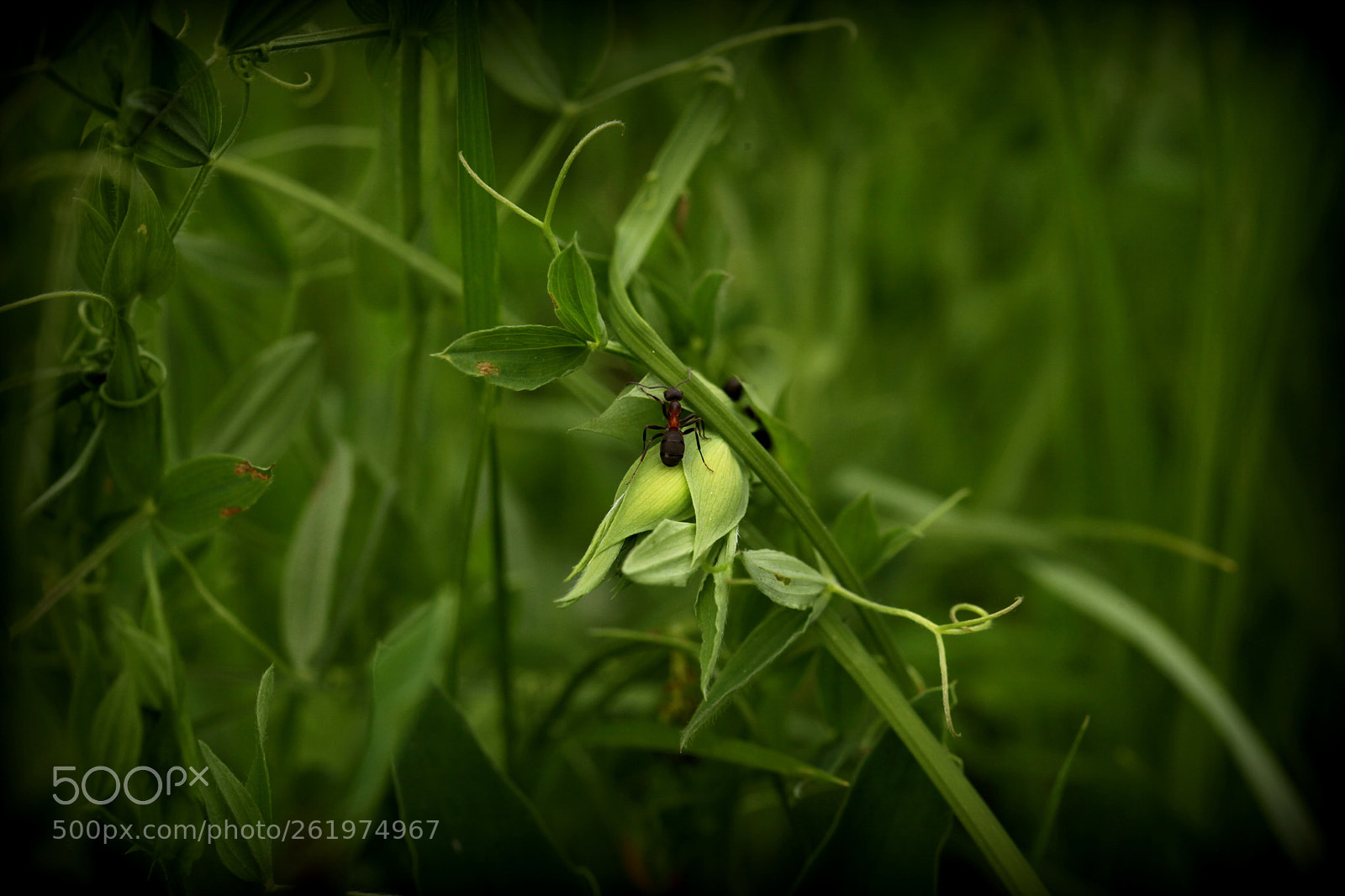 Canon EOS 5D Mark II sample photo. The ant photography