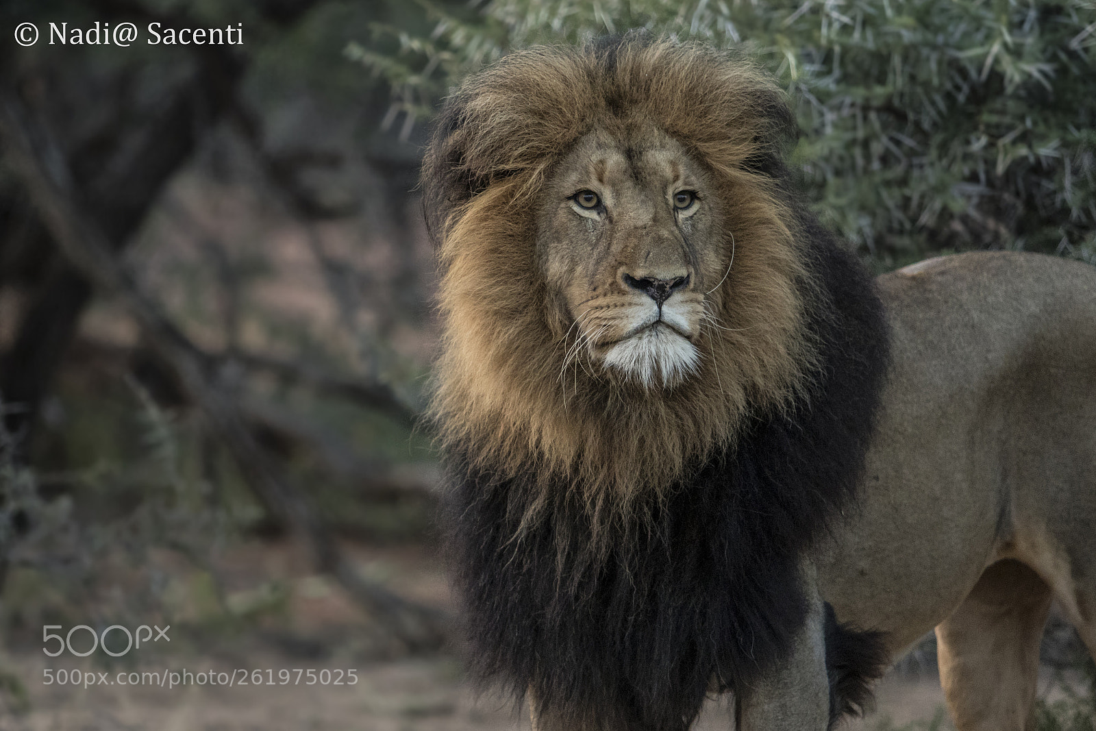 Canon EOS 7D Mark II sample photo. The king photography