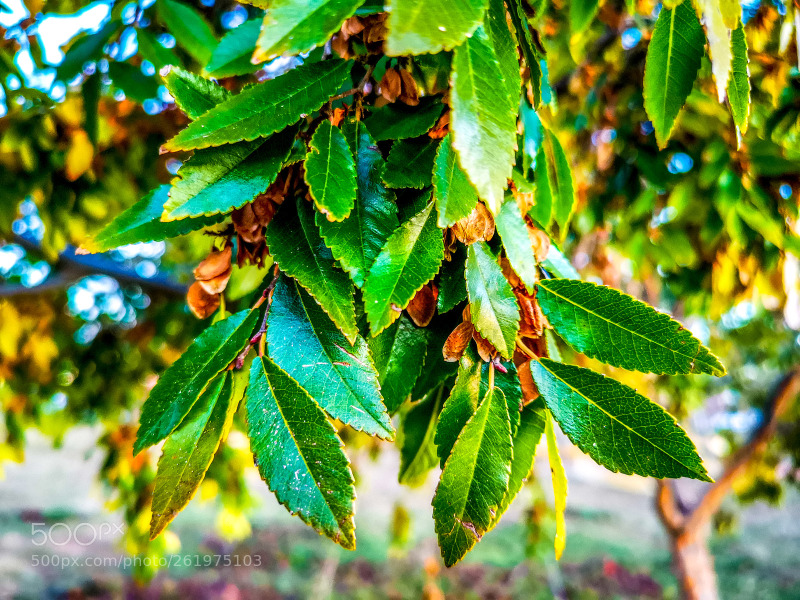 HUAWEI CLT-L29 sample photo. Tree with seeds photography