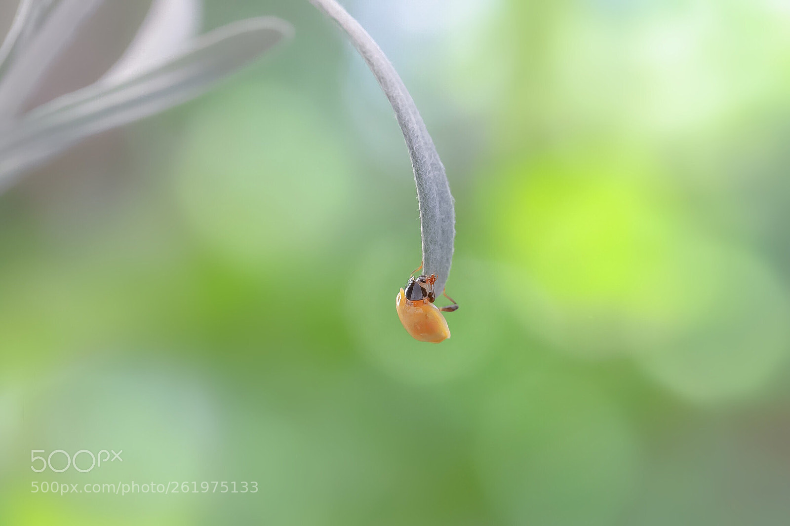 Canon EOS 6D Mark II sample photo. A ropewalker photography