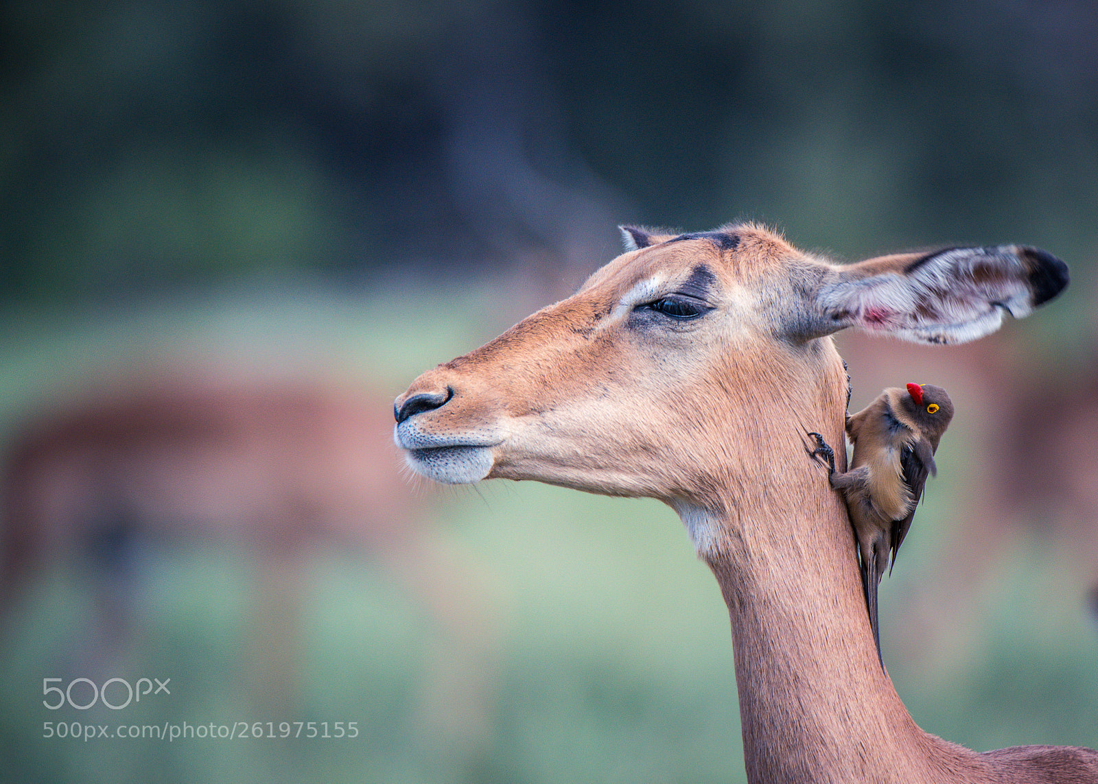 Nikon D800 sample photo. Impala and oxpecker photography