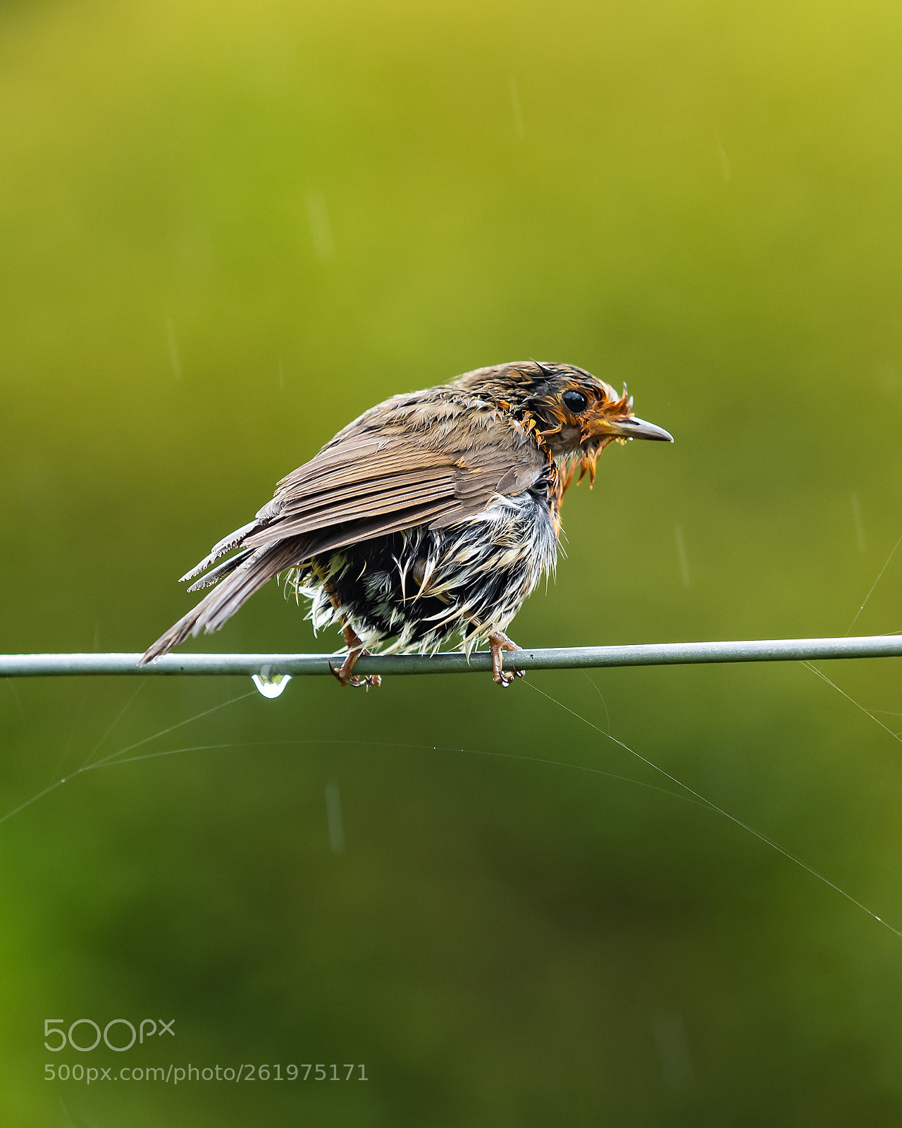Canon EOS 5D Mark IV sample photo. Soggy robin photography