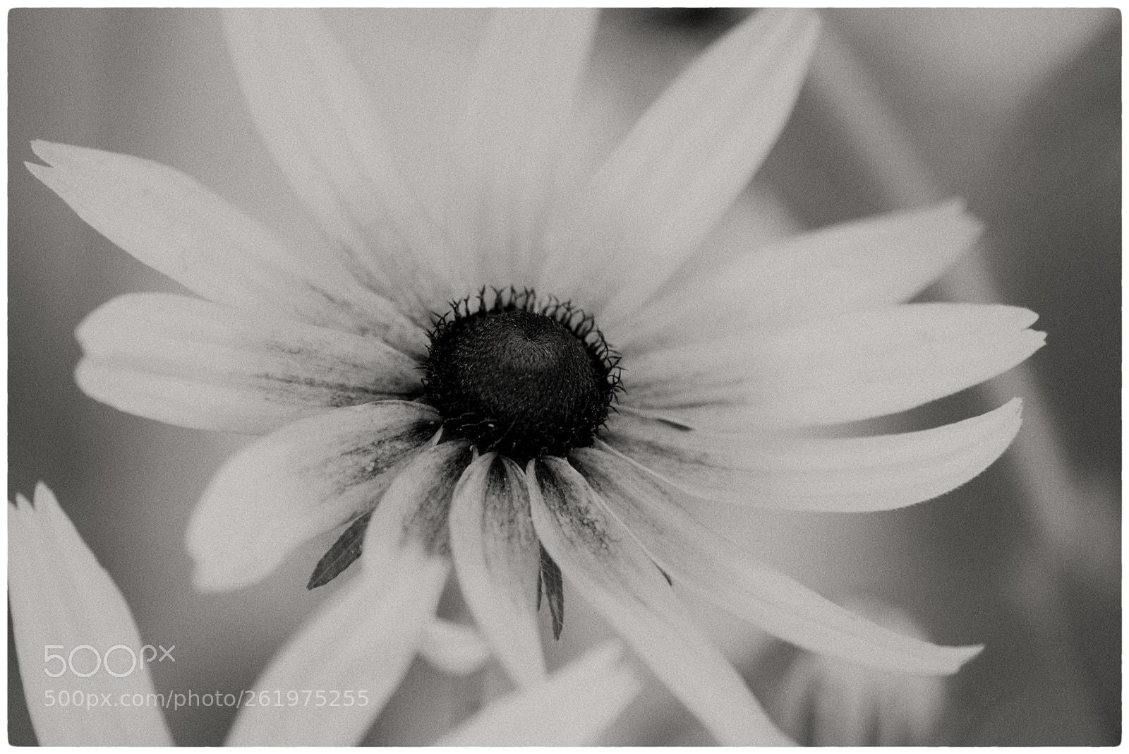Nikon D750 sample photo. Untitled photography