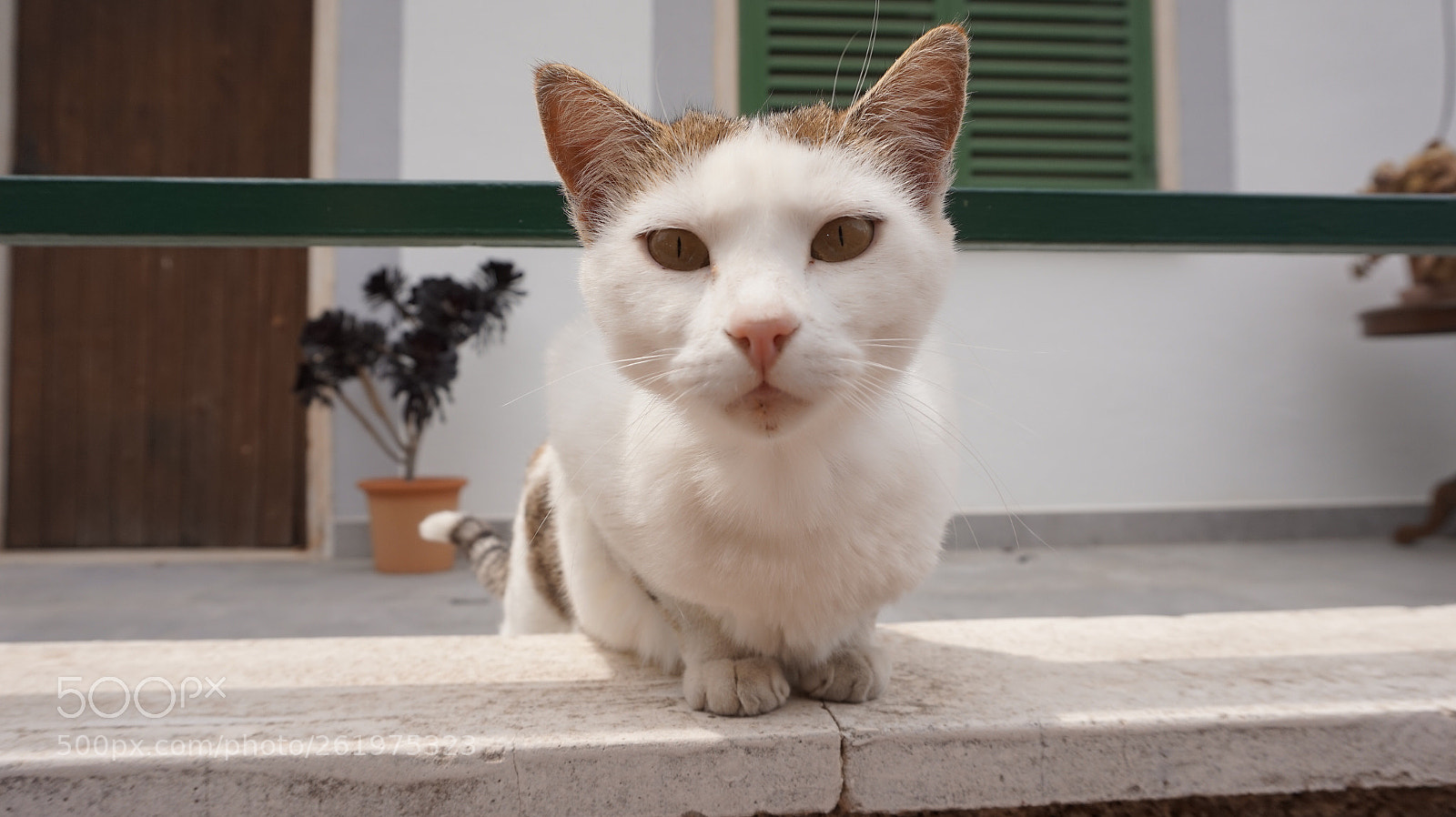 Sony Alpha a5000 (ILCE 5000) sample photo. Un gato photography
