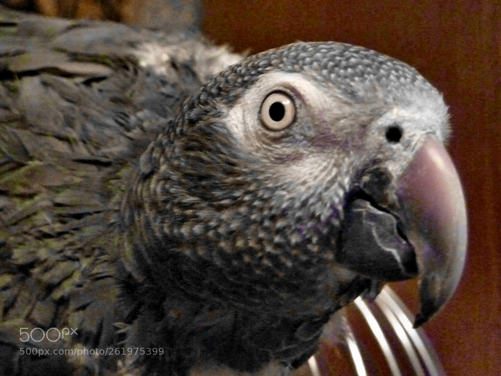 Panasonic Lumix DMC-ZS7 (Lumix DMC-TZ10) sample photo. My gray parrot jaco photography