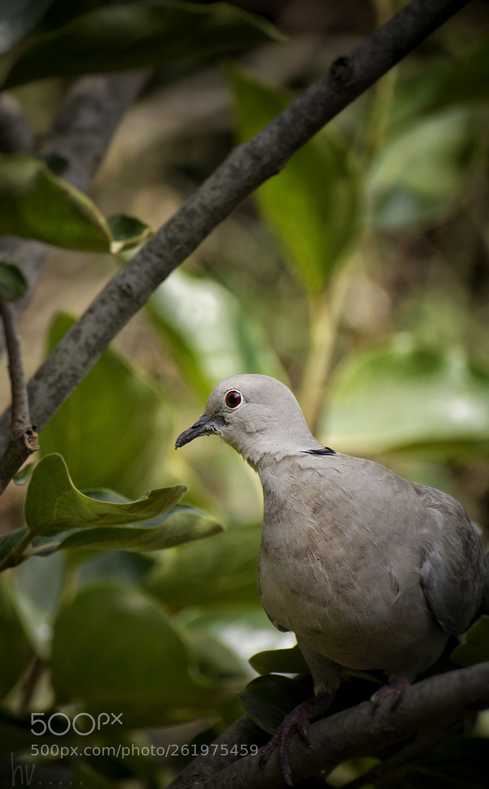 Nikon D7100 sample photo. Turtle dove photography