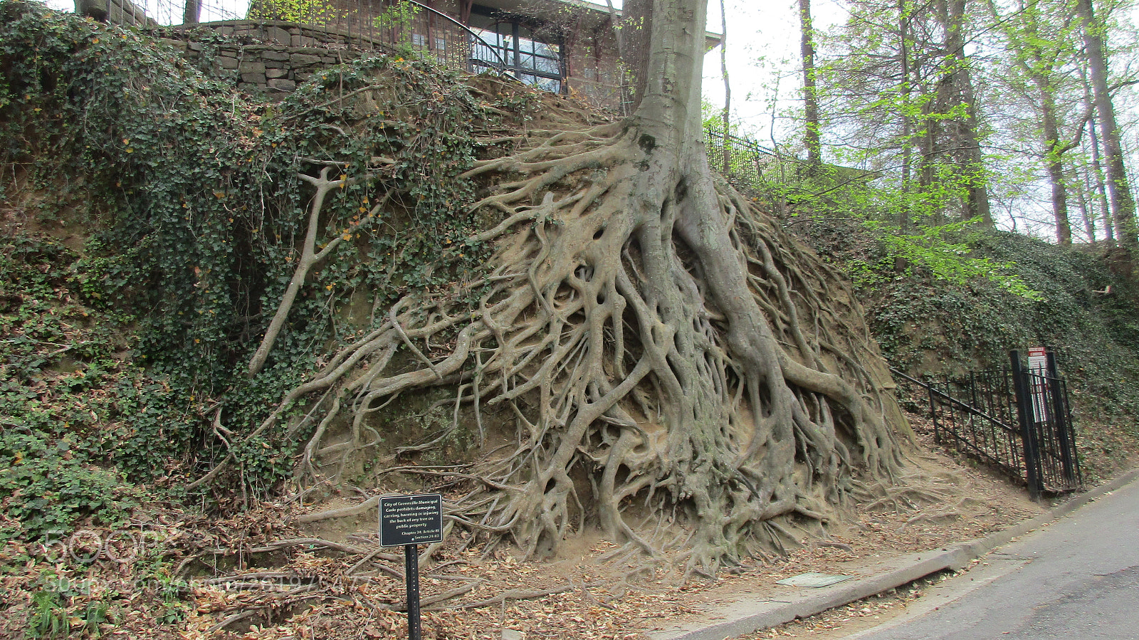 Canon PowerShot ELPH 170 IS (IXUS 170 / IXY 170) sample photo. Roots photography
