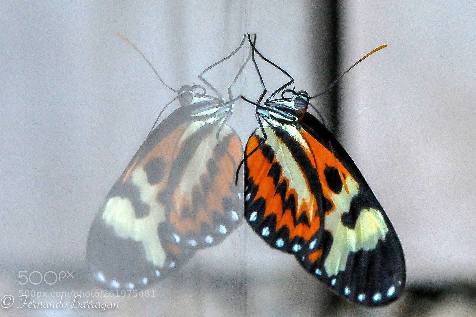 Nikon D300S sample photo. Mariposa y reflejo photography