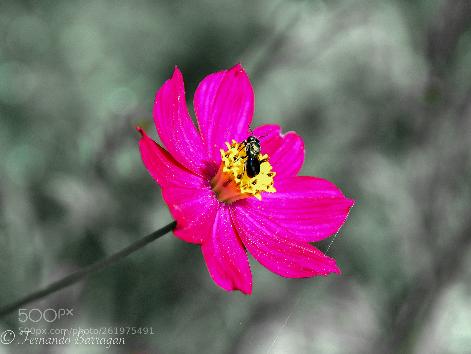 Nikon D300S sample photo. Flor con insecto photography