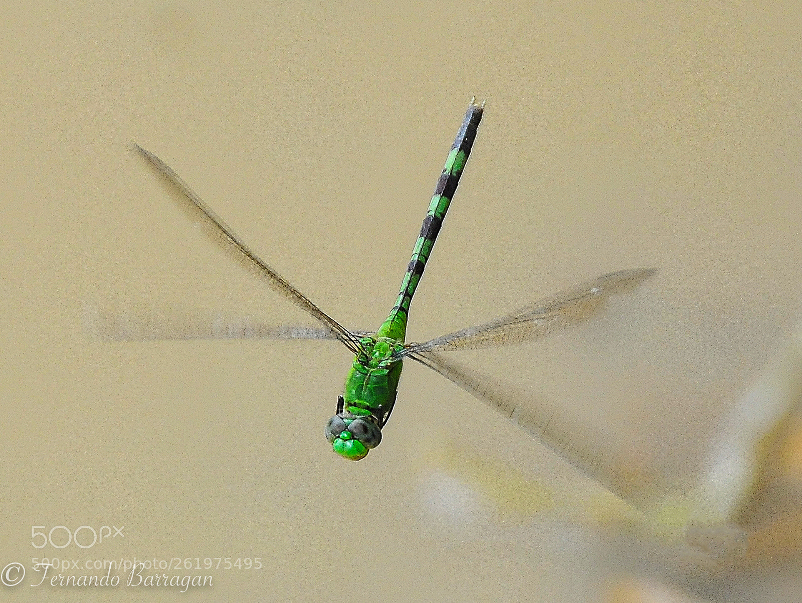 Nikon D300S sample photo. Libelula costa rica photography