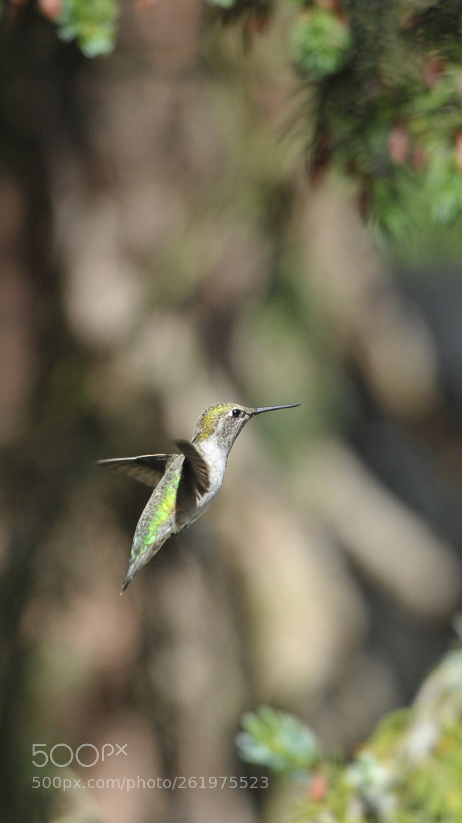 Nikon D700 sample photo. A hummingbird photography