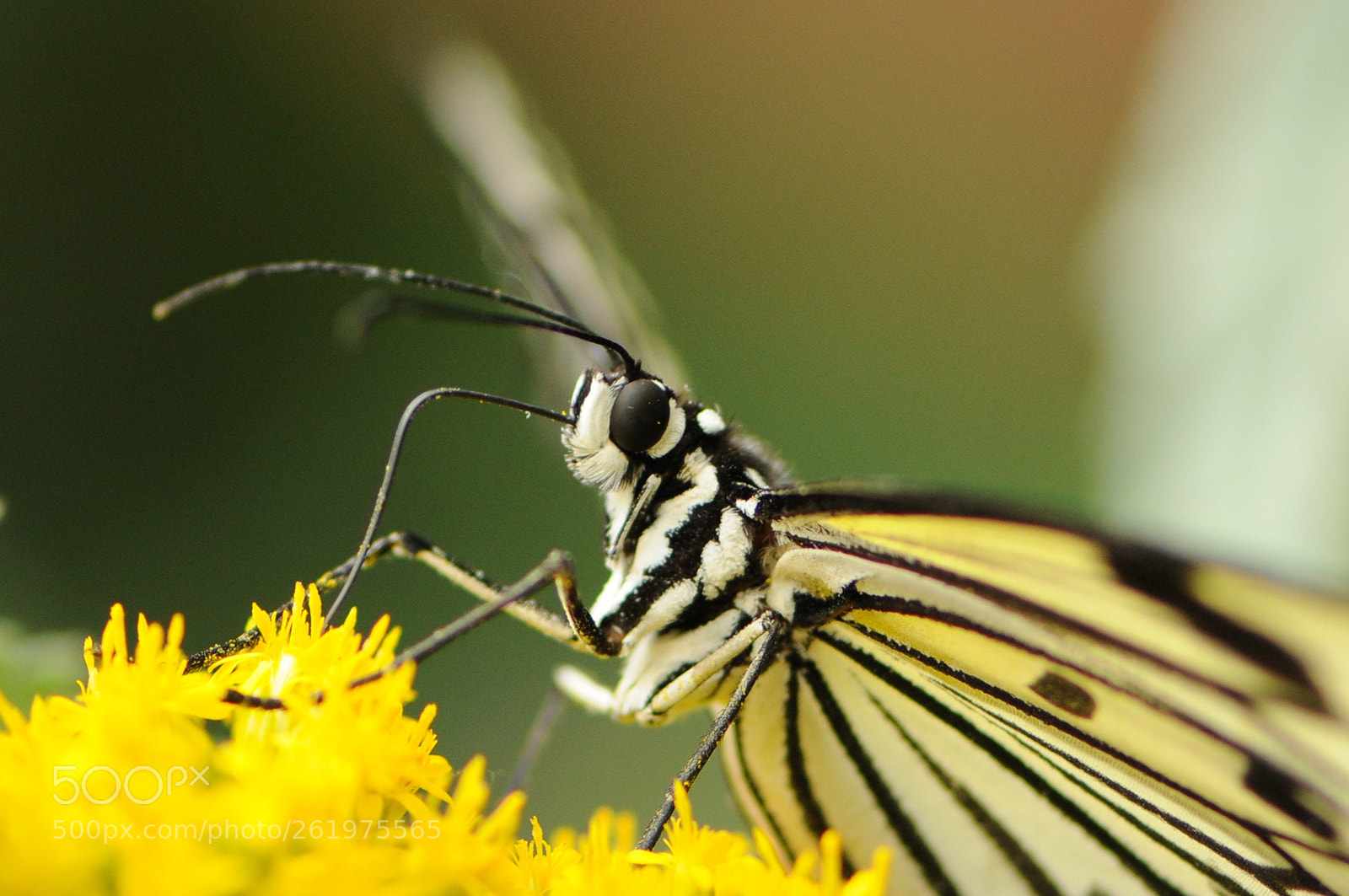Nikon AF-S Micro-Nikkor 105mm F2.8G IF-ED VR sample photo. Kissing photography