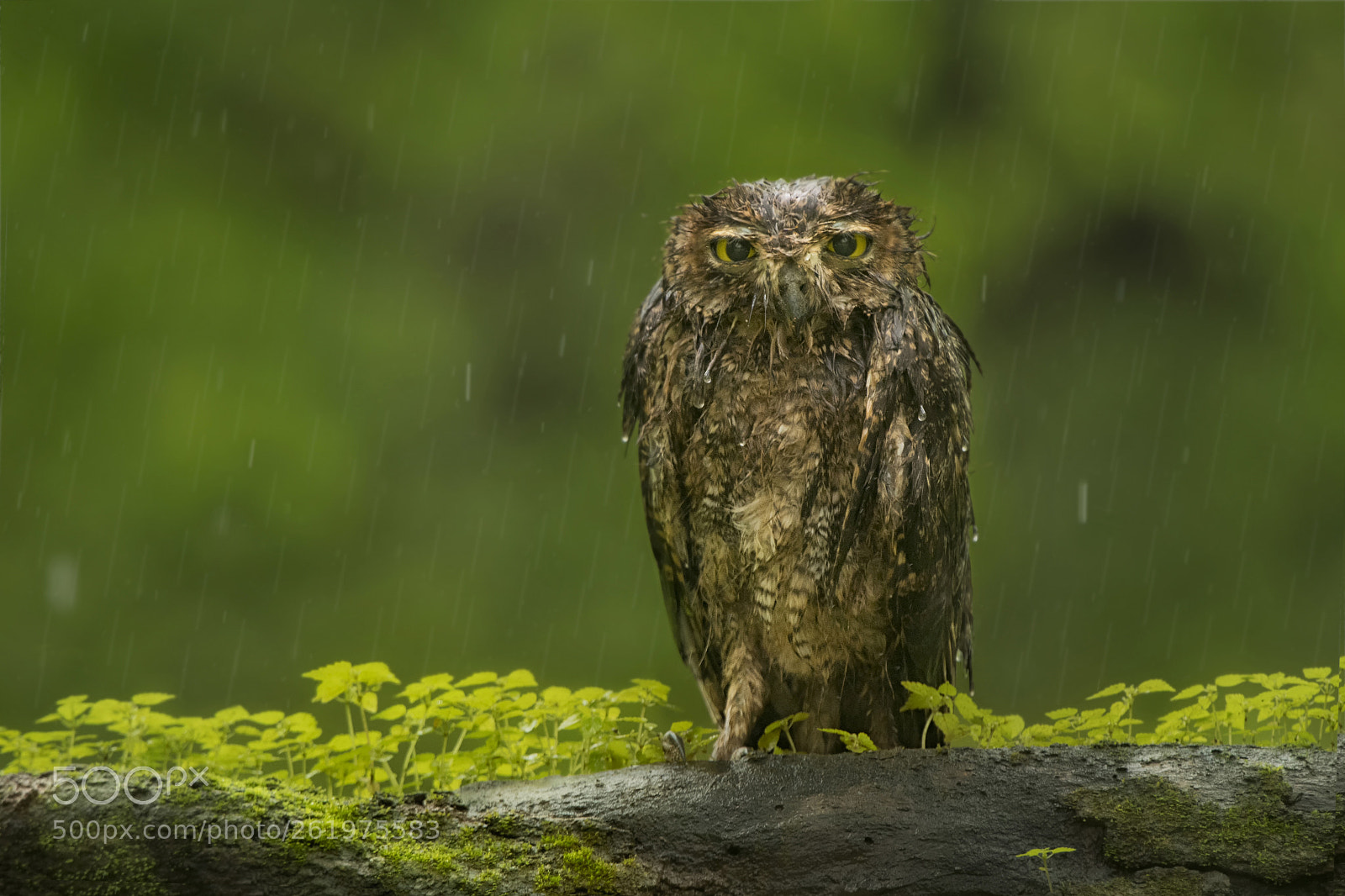 Nikon D500 sample photo. Under the rain photography