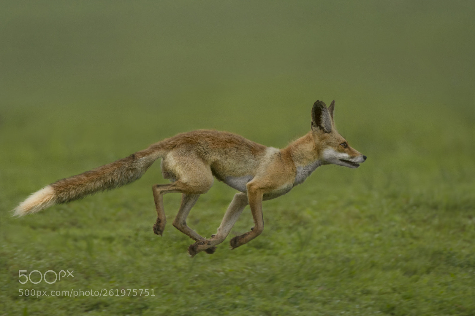 Nikon D500 sample photo. Arabian red fox photography