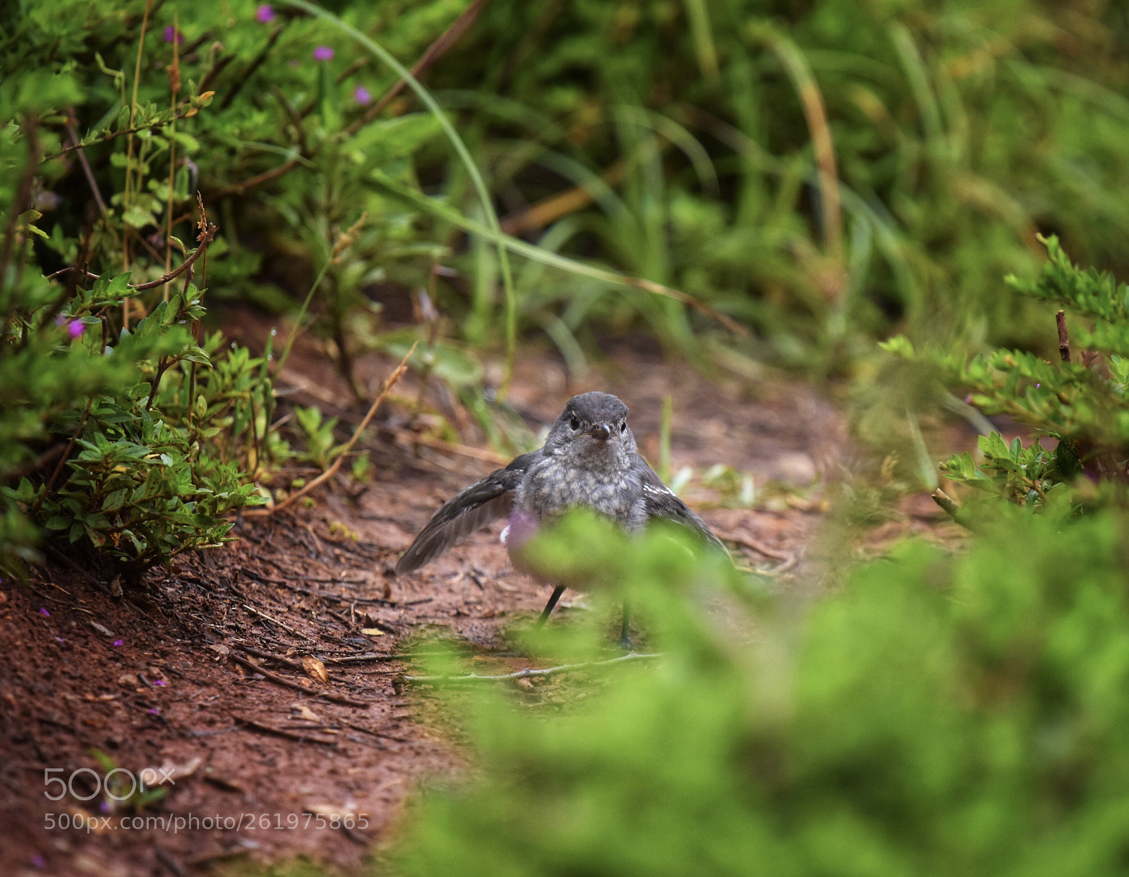 Nikon D7200 sample photo. Bird photography