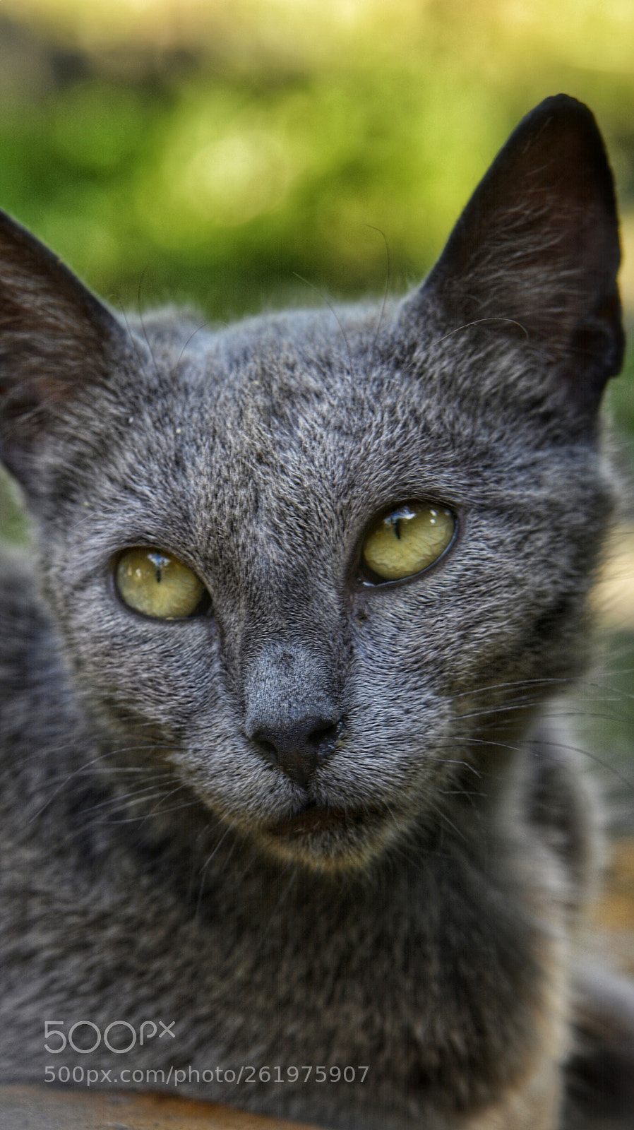 Nikon D7100 sample photo. Sadly photography