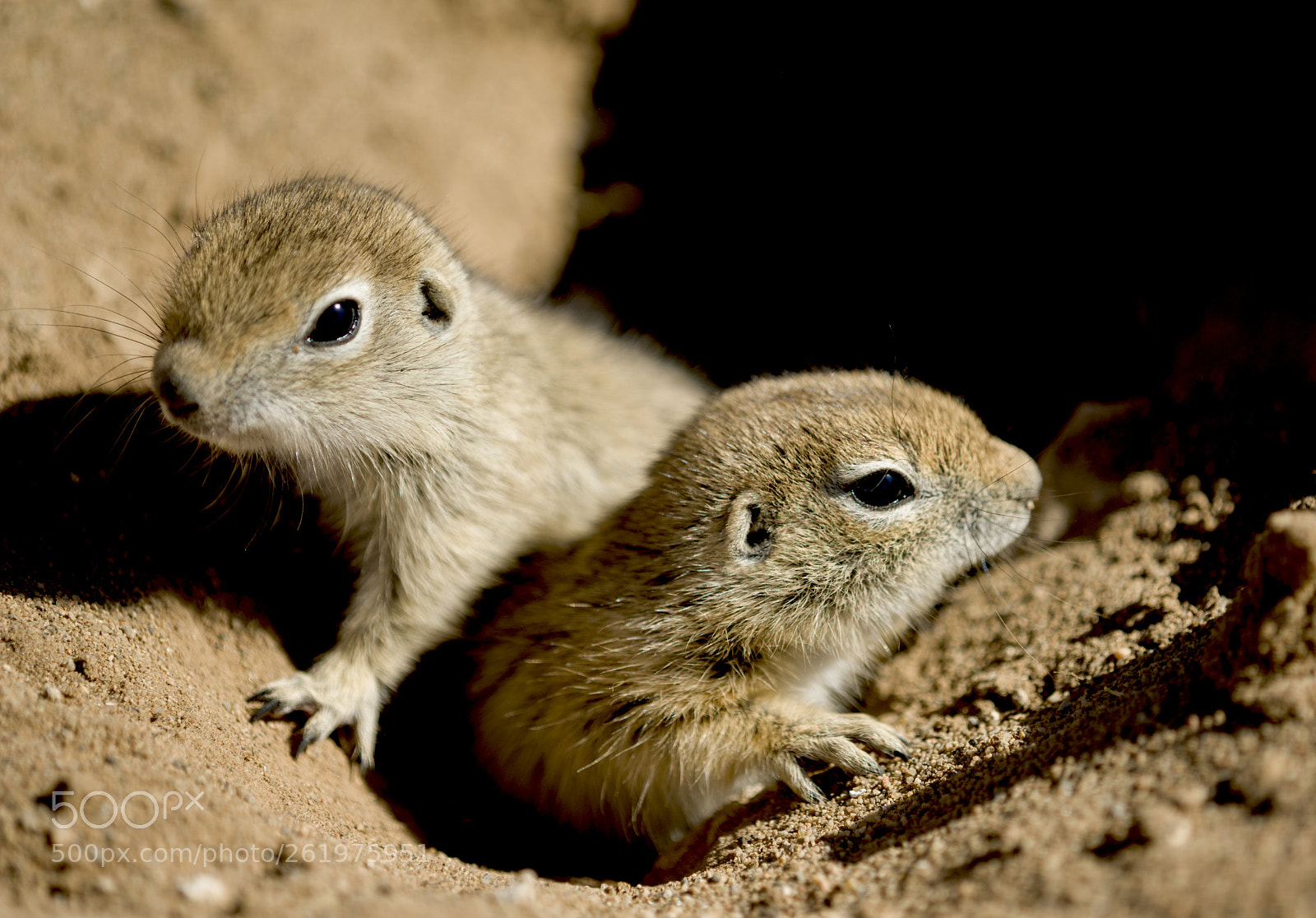 Nikon D800 sample photo. Citellus dauricus photography