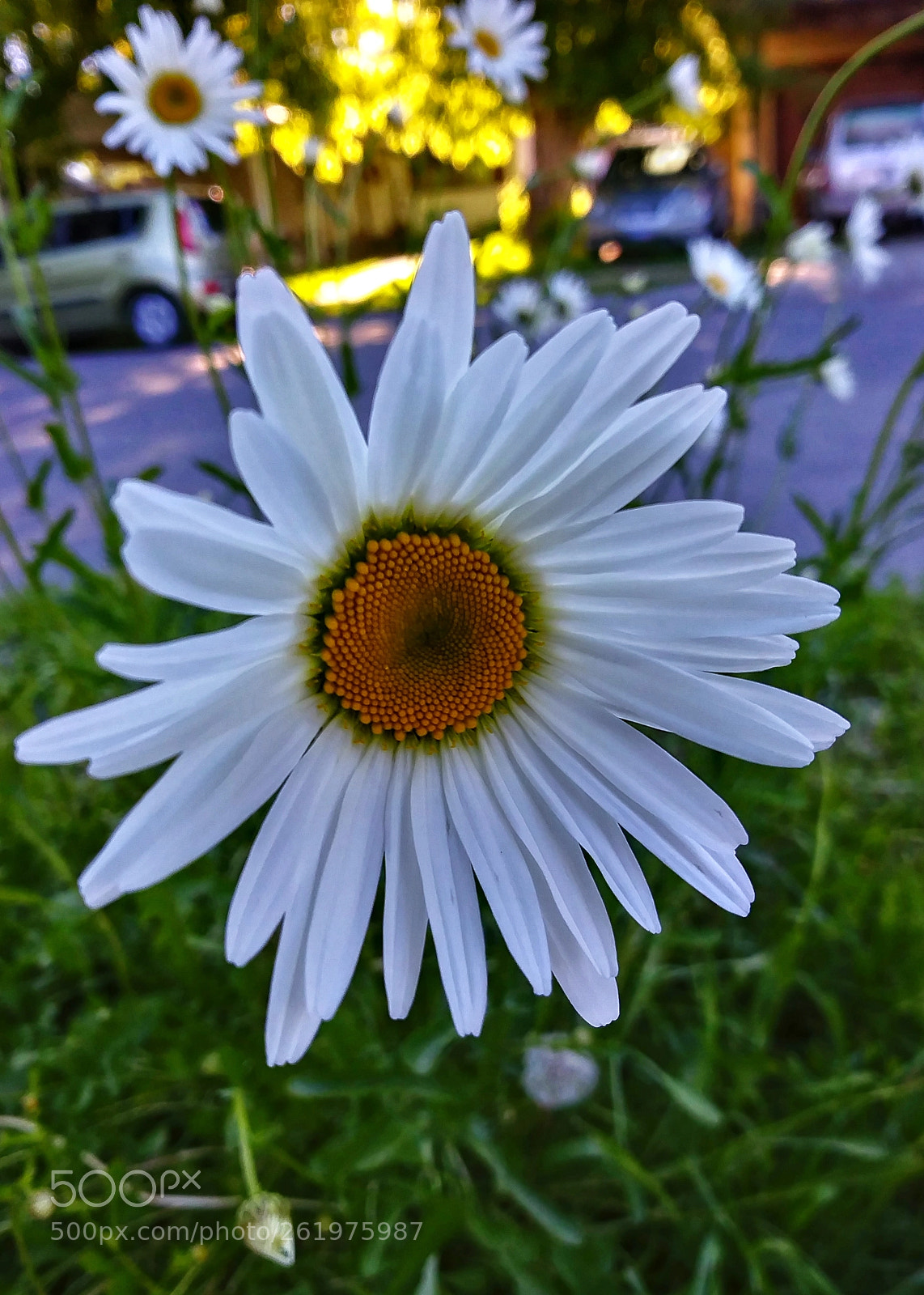LG FIESTA LTE sample photo. Summer blooms photography
