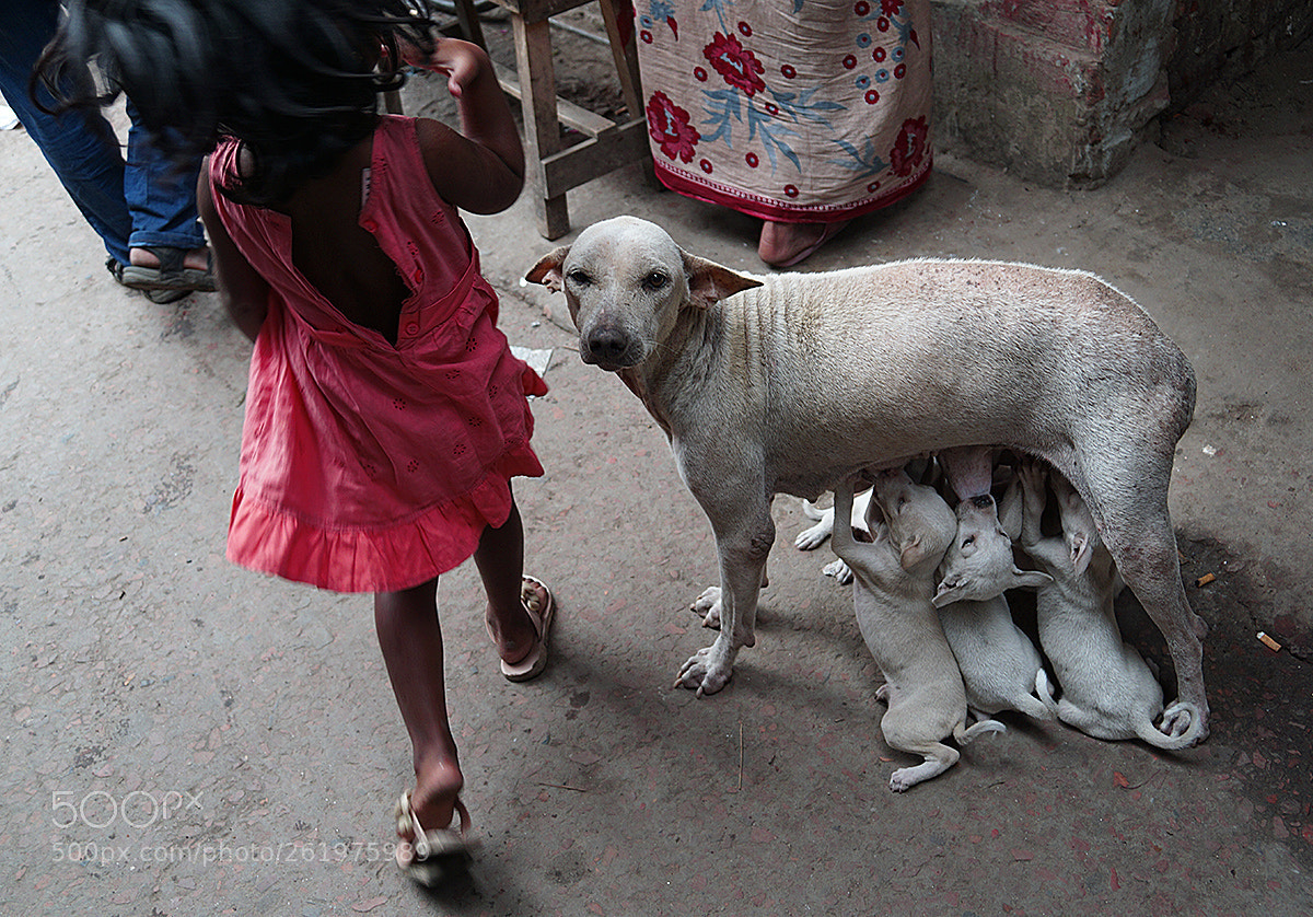 Sony a6000 sample photo. Dog and puppies in photography