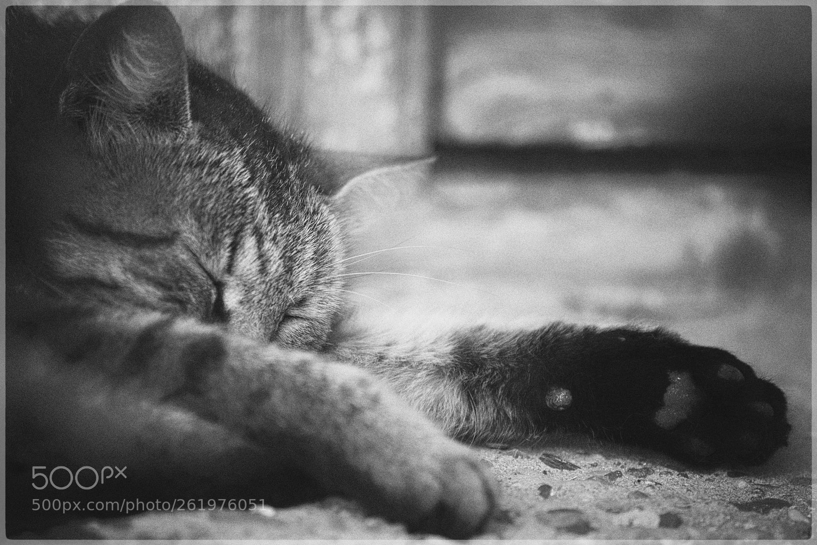 Nikon D750 sample photo. Sweet dreams photography