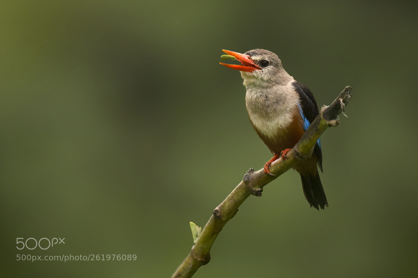 Nikon D500 sample photo. Grey headed kingfisher photography