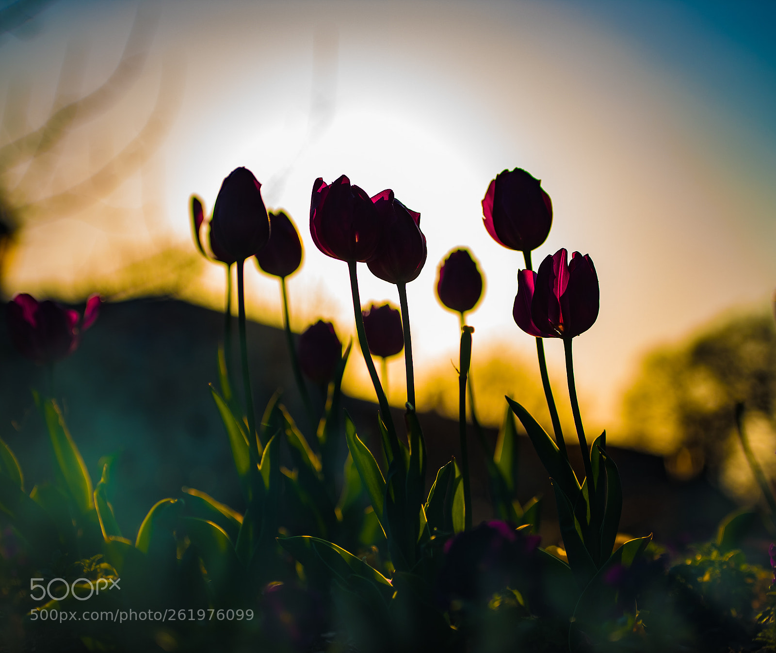 Nikon D750 sample photo. In bloom photography