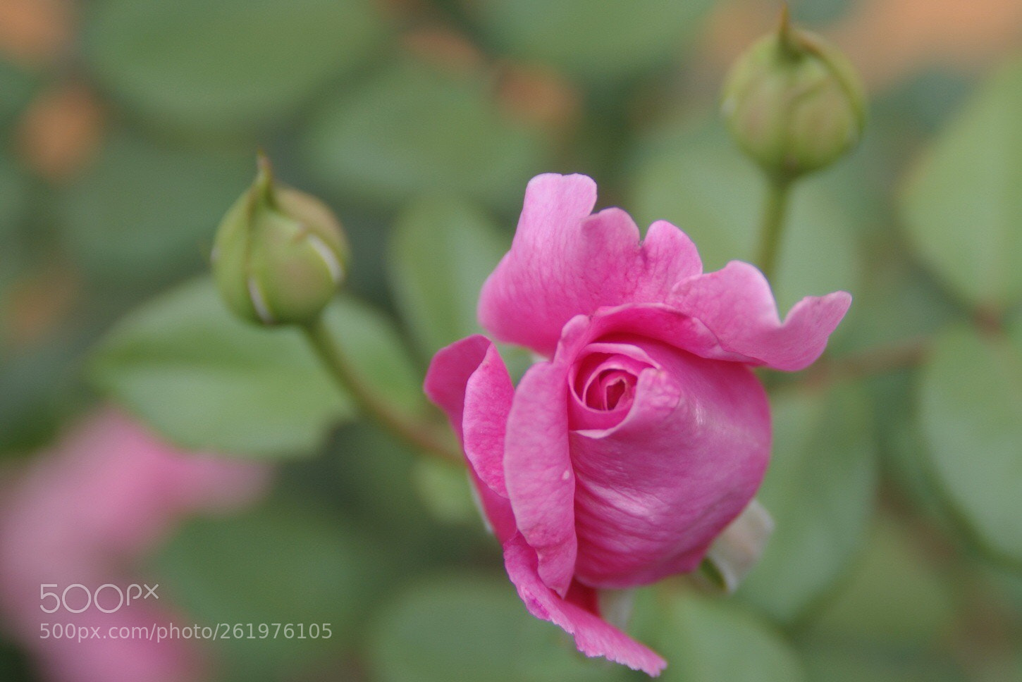 Pentax K-7 sample photo. Untitled photography