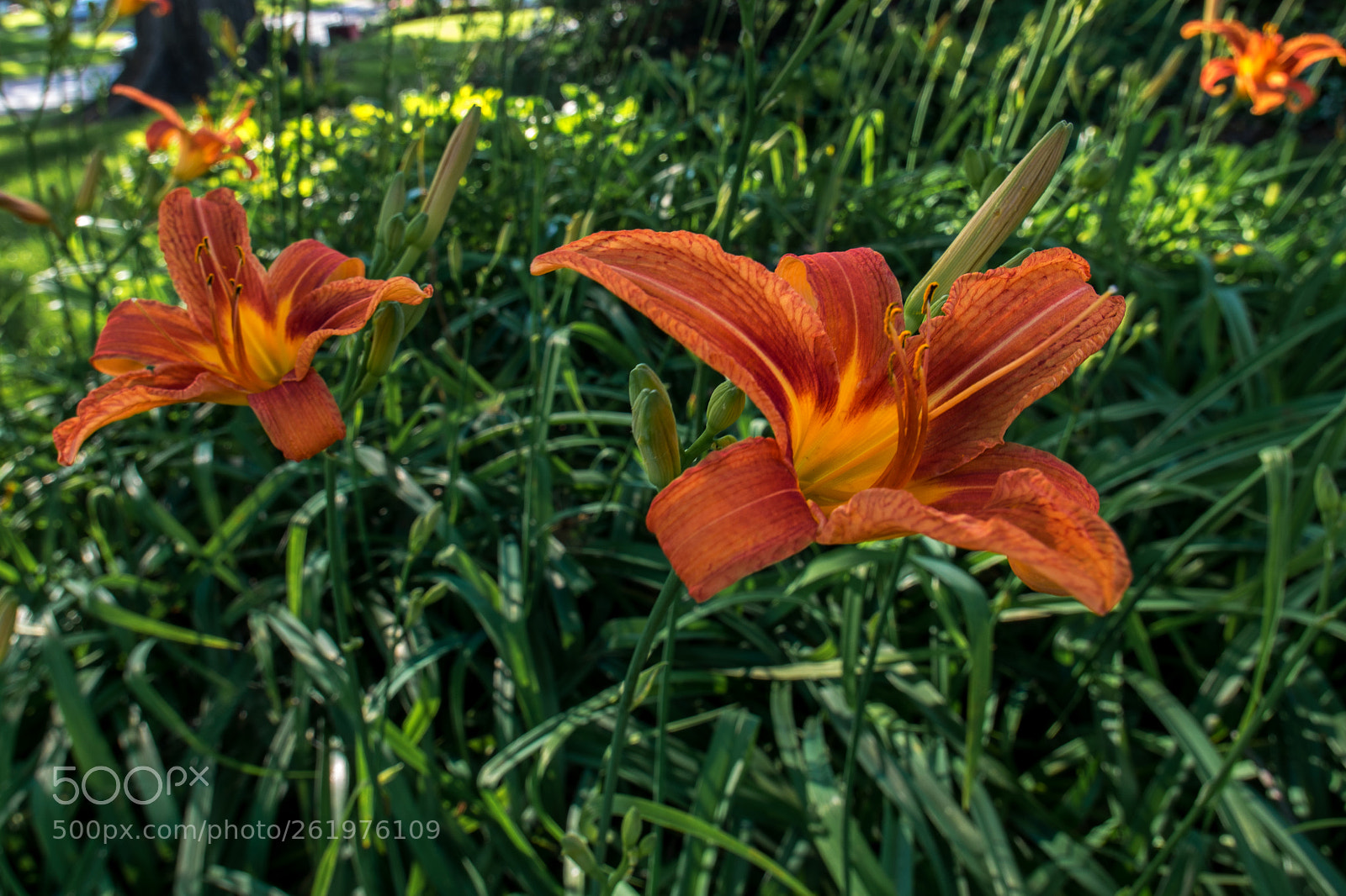 Pentax K-5 IIs sample photo. Tiger lily vi photography