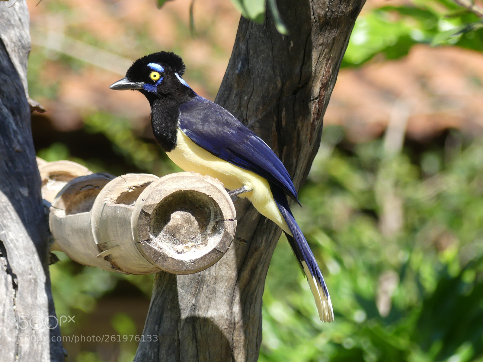 Panasonic Lumix DMC-FZ300 sample photo. Plush crested jay geai photography