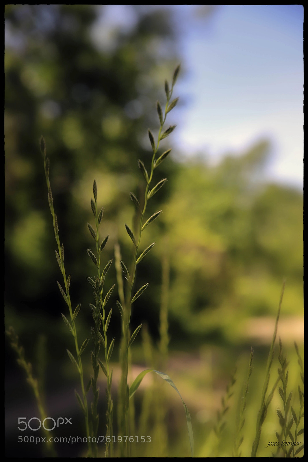 Canon EOS 6D Mark II sample photo. Img photography