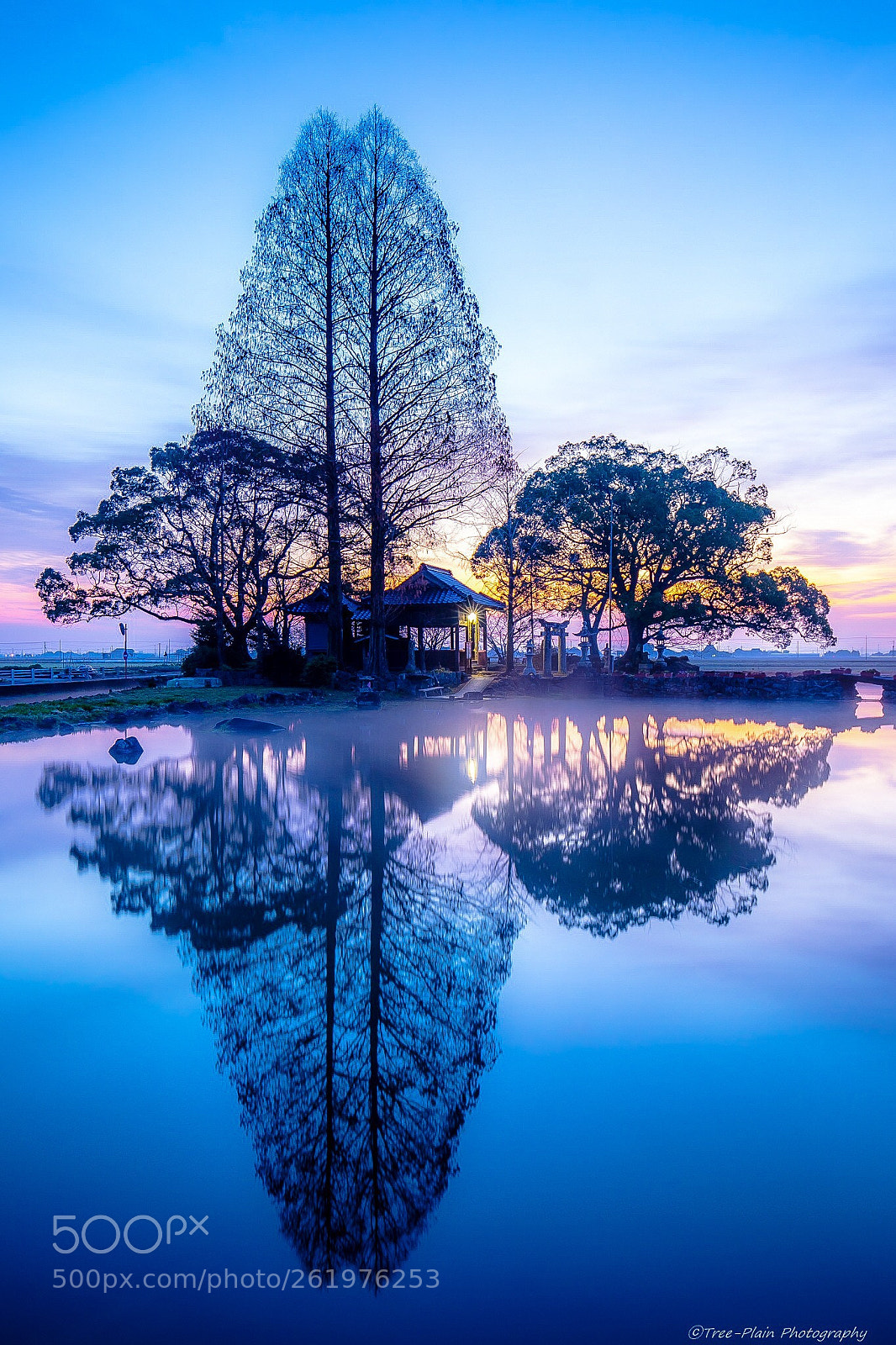 Canon EOS 6D Mark II sample photo. Tree photography