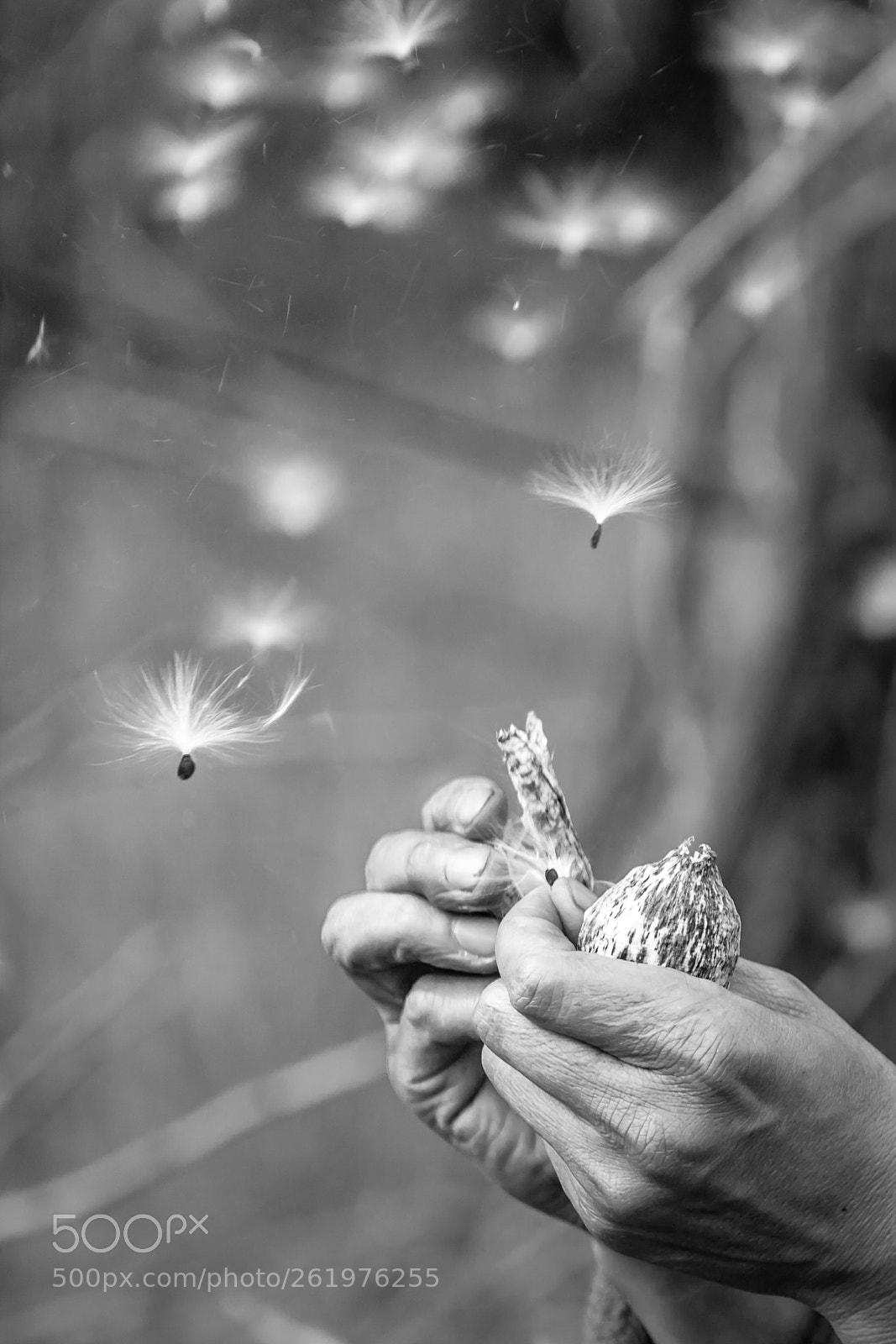 Canon EOS 5D Mark II sample photo. Flying seed photography