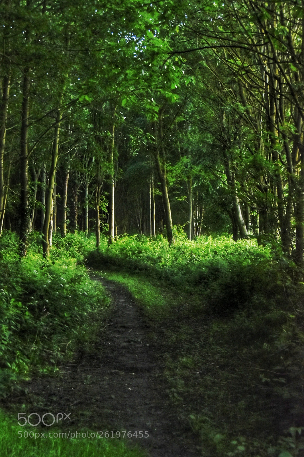 Nikon D5500 sample photo. Untitled photography