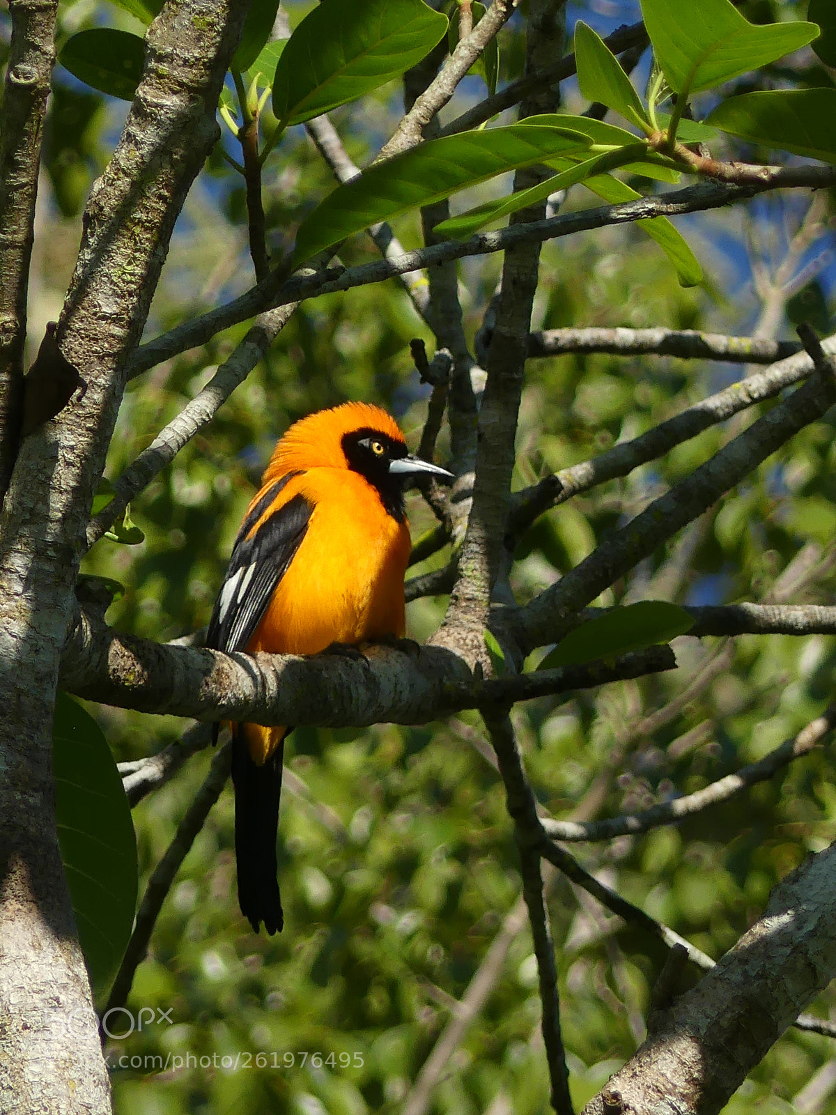 Panasonic Lumix DMC-FZ300 sample photo. Orange backed troupial oriole photography