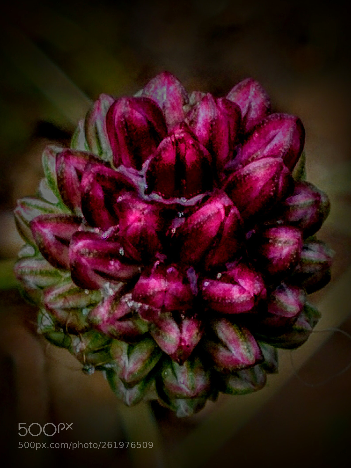 LG Nexus 5 sample photo. Allium sphaerocephalon photography