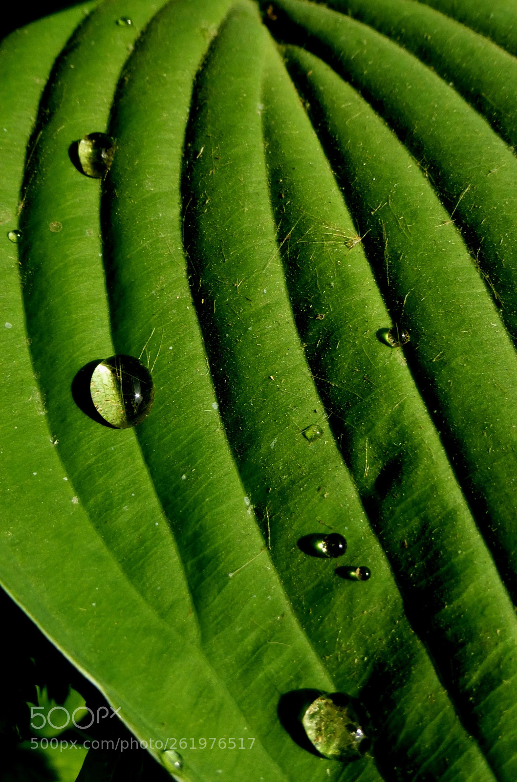 Panasonic Lumix DMC-ZS25 (Lumix DMC-TZ35) sample photo. Water droplets on hosta photography