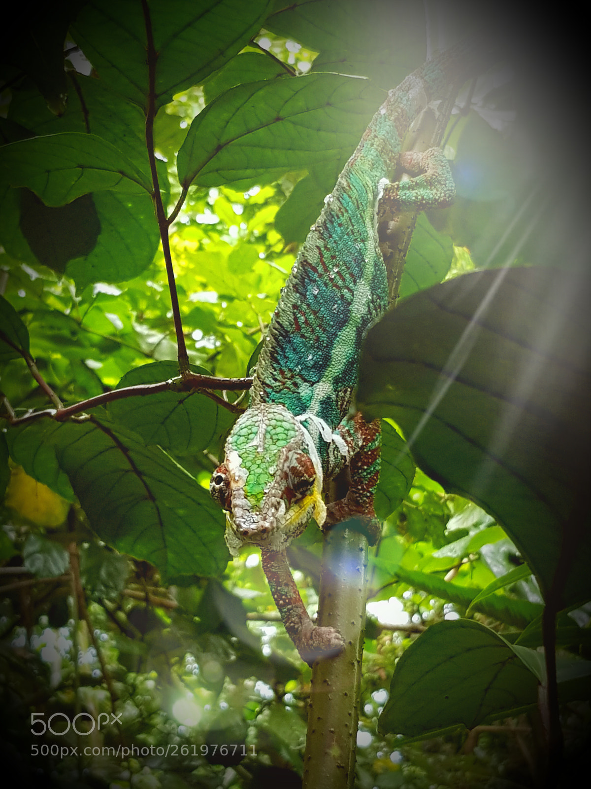 Samsung Galaxy S8 sample photo. Gecko photography