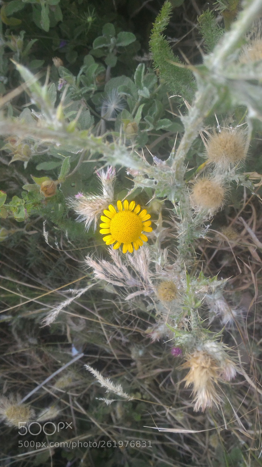 ASUS ZenFone 2 (ZE551ML) sample photo. Untitled photography