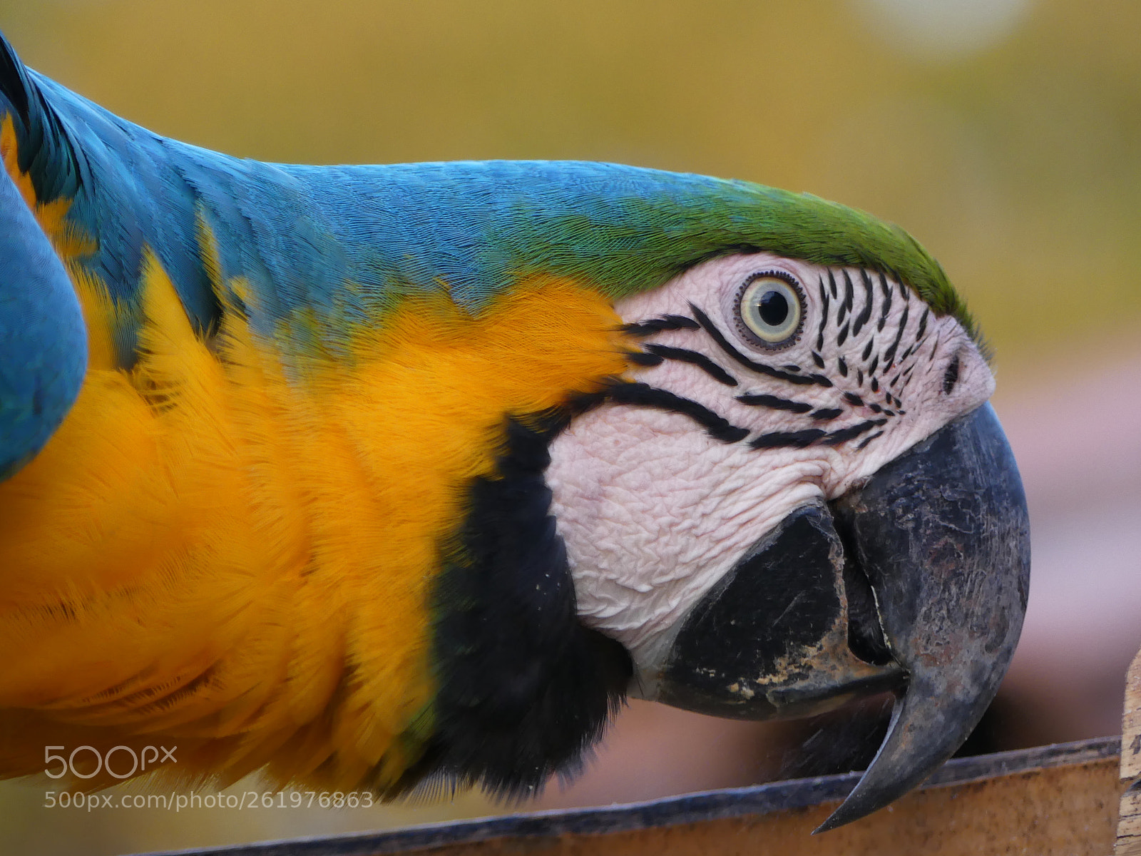Panasonic Lumix DMC-FZ300 sample photo. Blue and yellow macaw photography