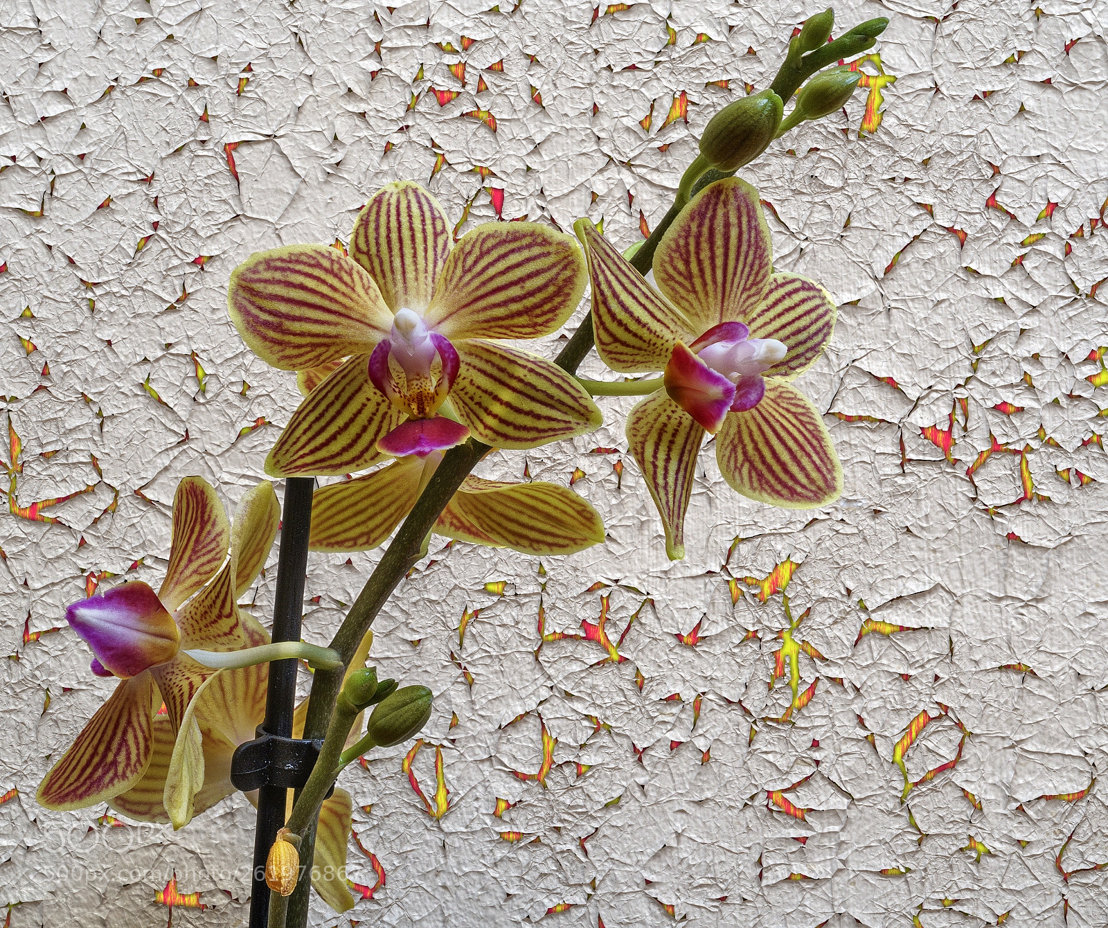Sony a6300 sample photo. Orchids and backround.... photography