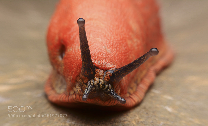 Nikon D7100 sample photo. Snail photography
