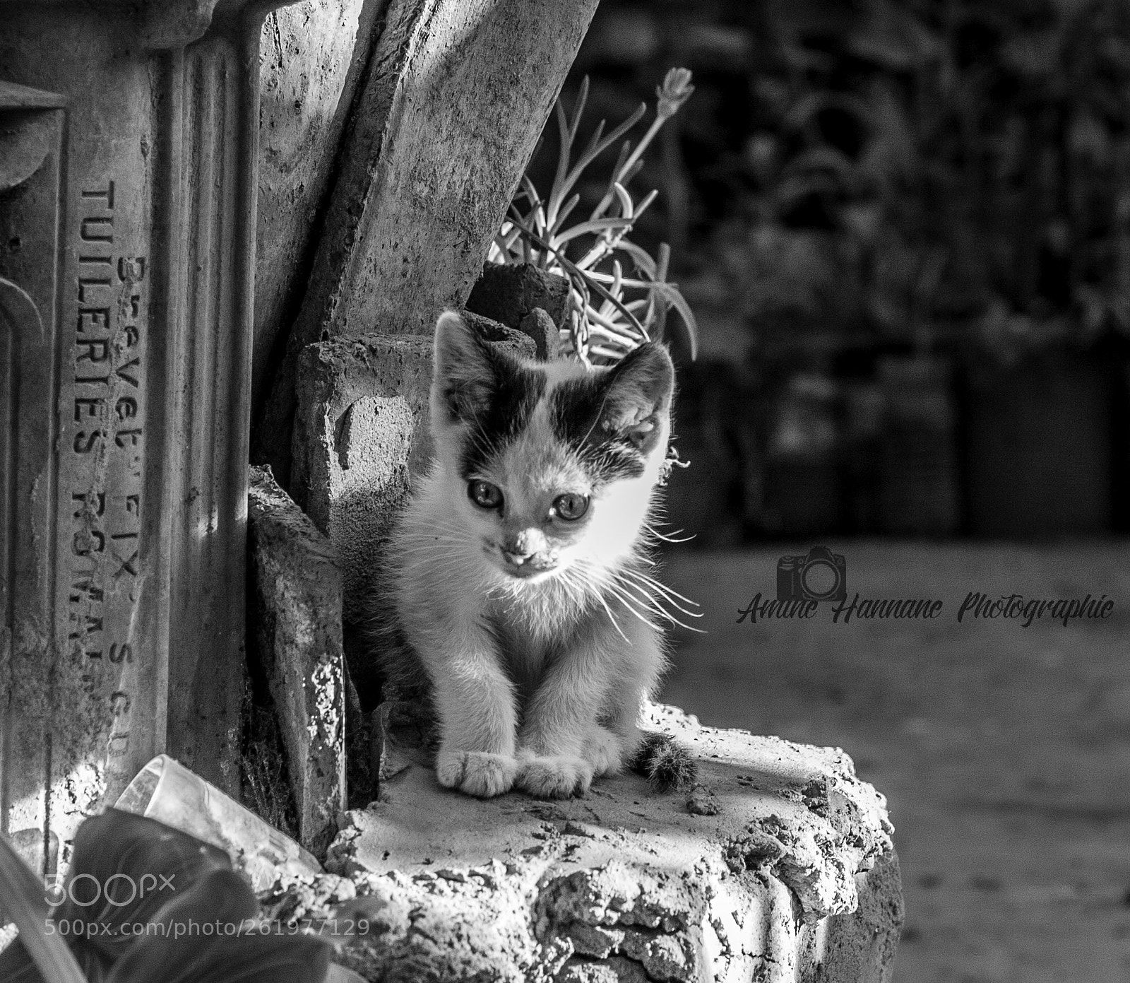 Canon EOS 50D sample photo. Little cat photography