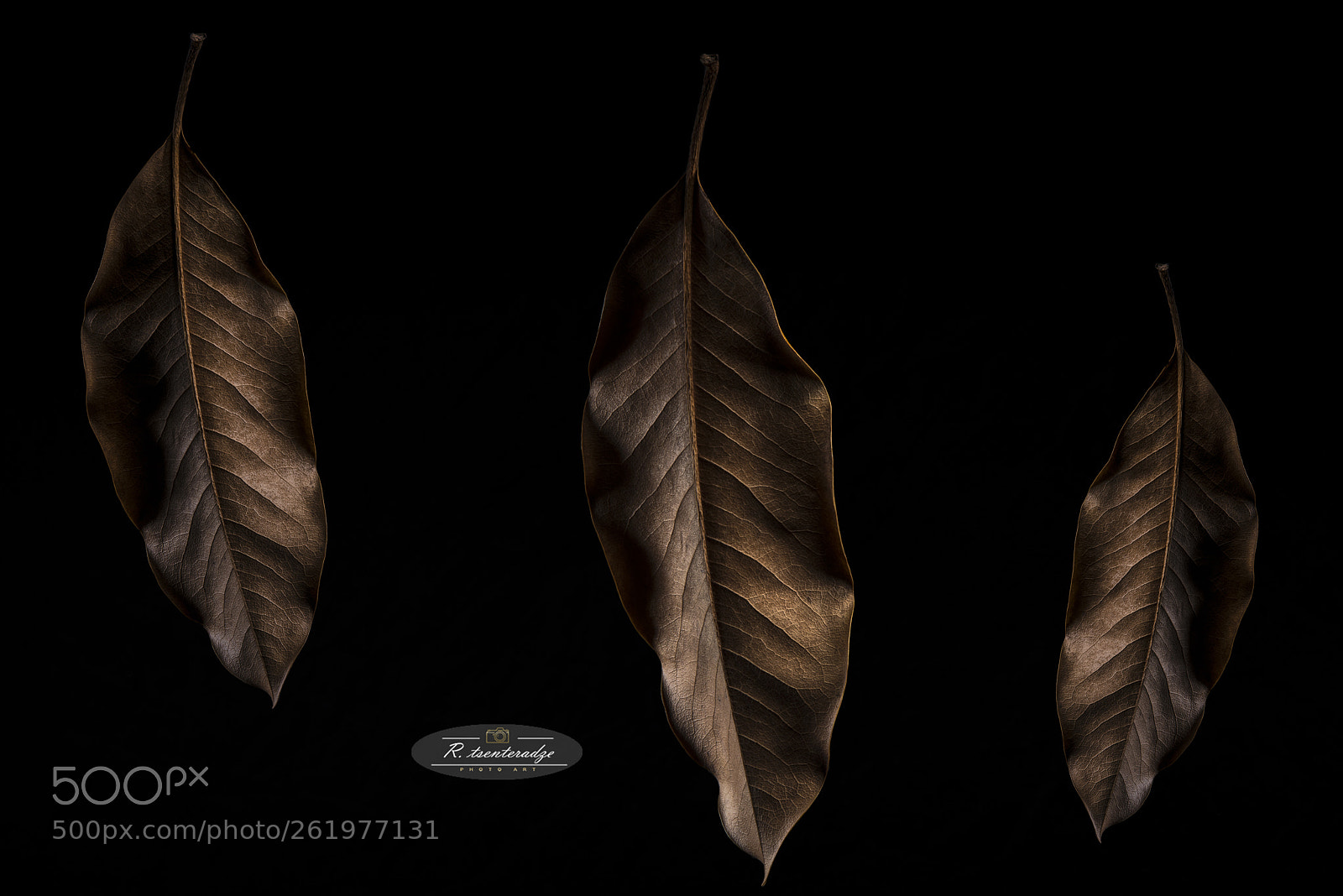 Nikon D800 sample photo. Black & yellow photography