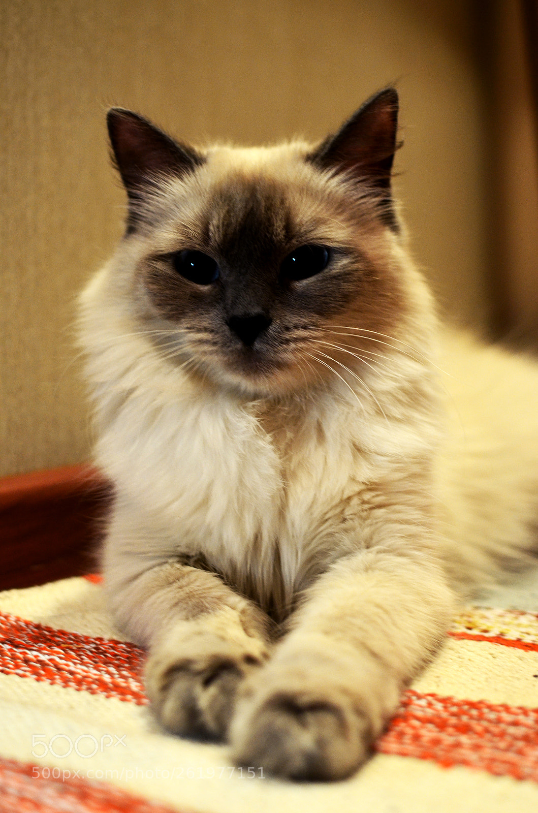 Nikon D5100 sample photo. 11 photography