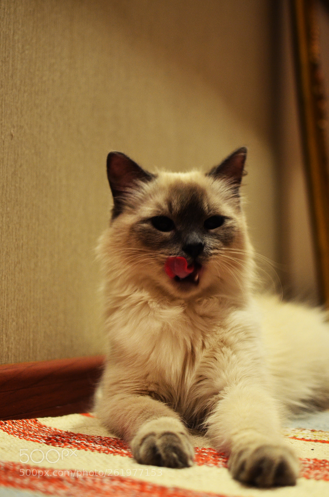 Nikon D5100 sample photo. 10 photography